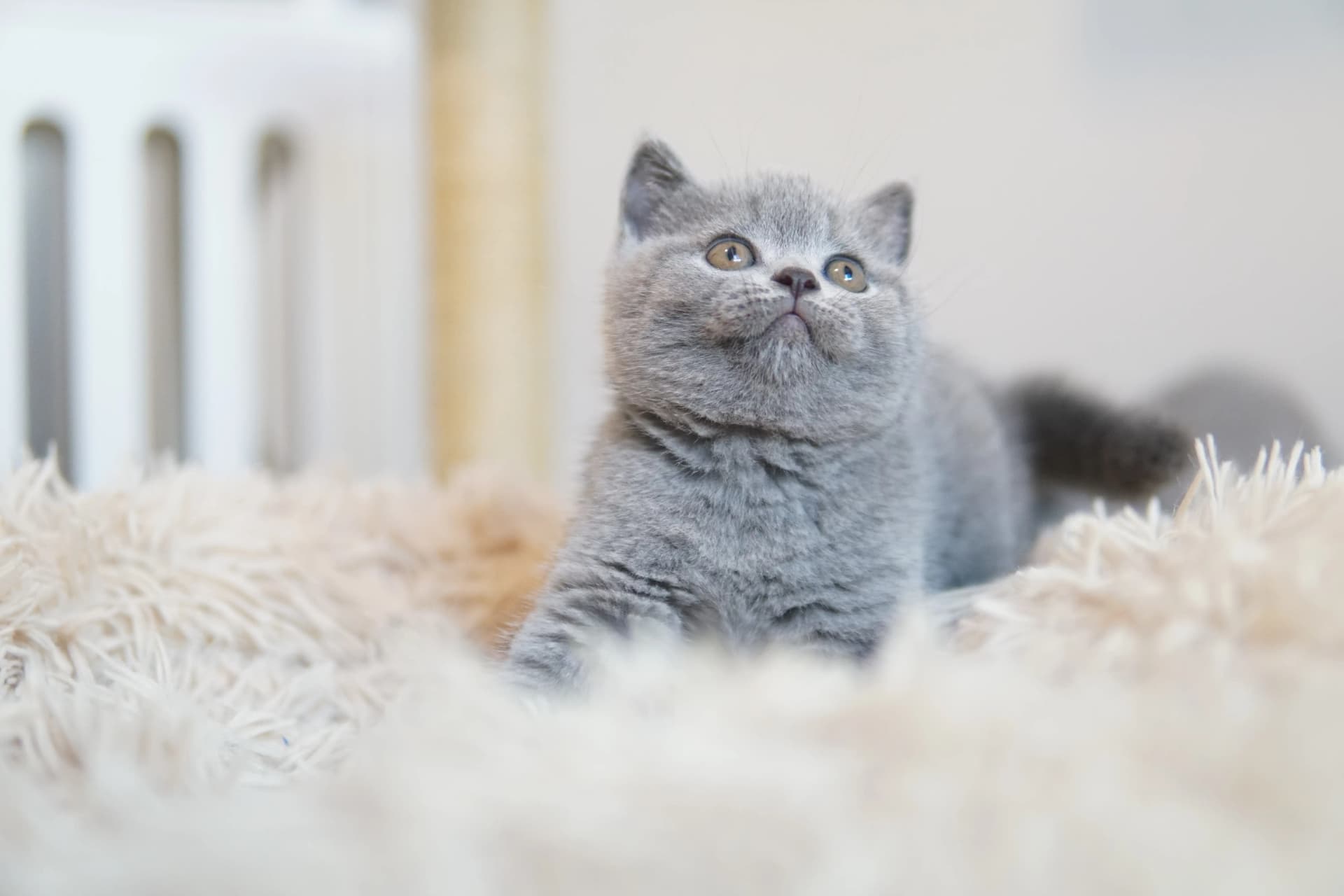 Kitten lying down calmly