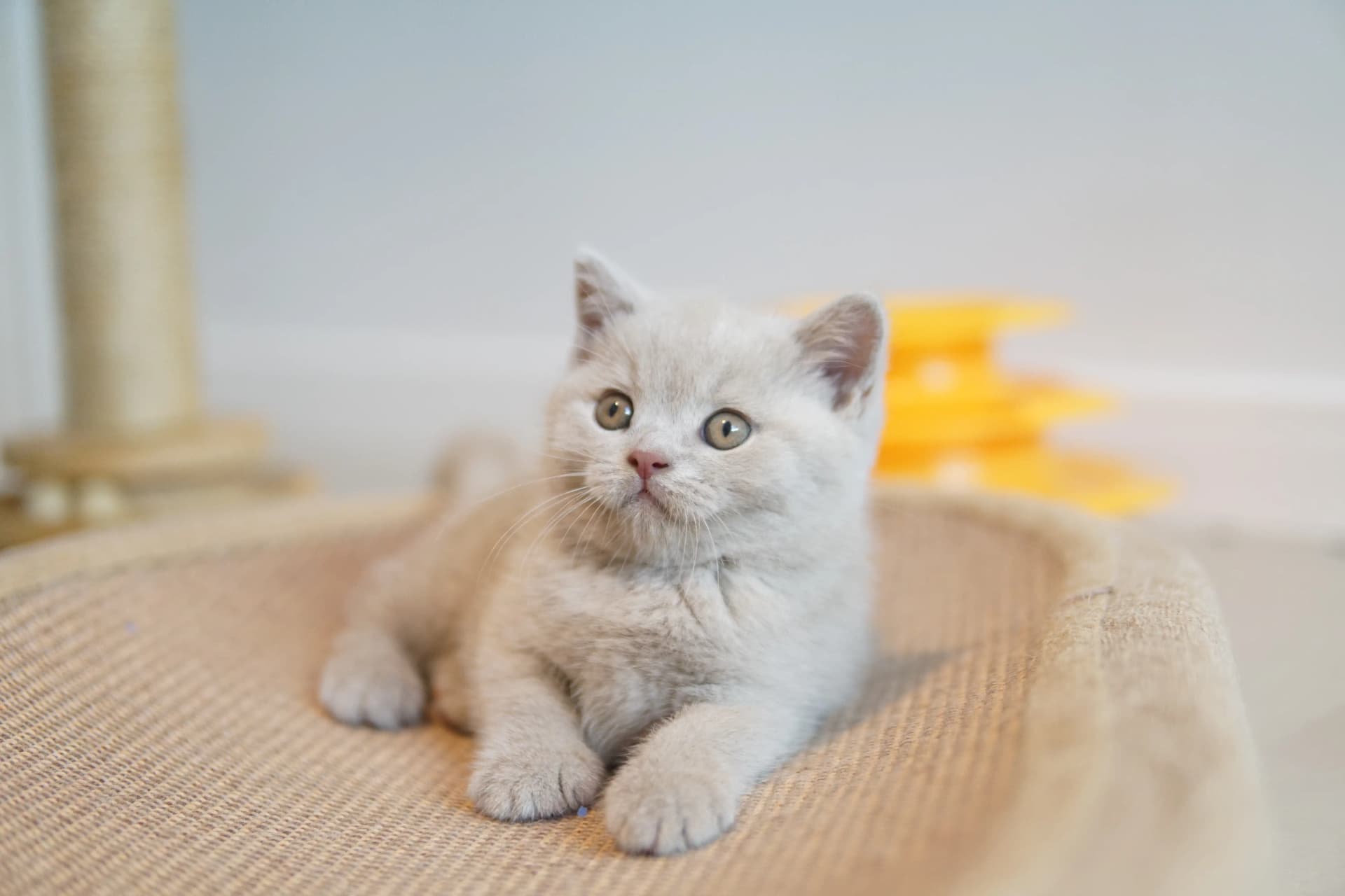Kitten curious and attentive