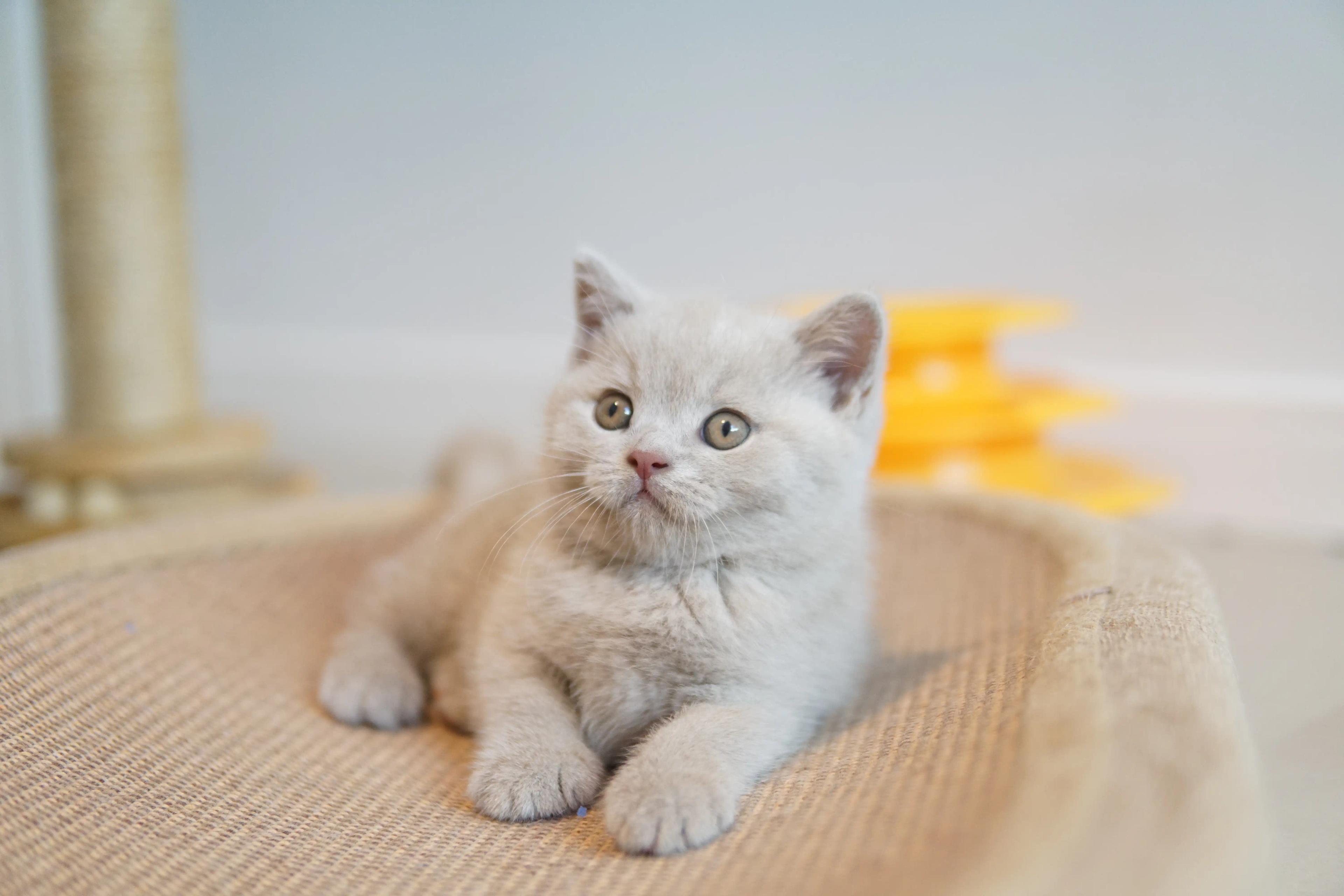 Kitten curious and attentive