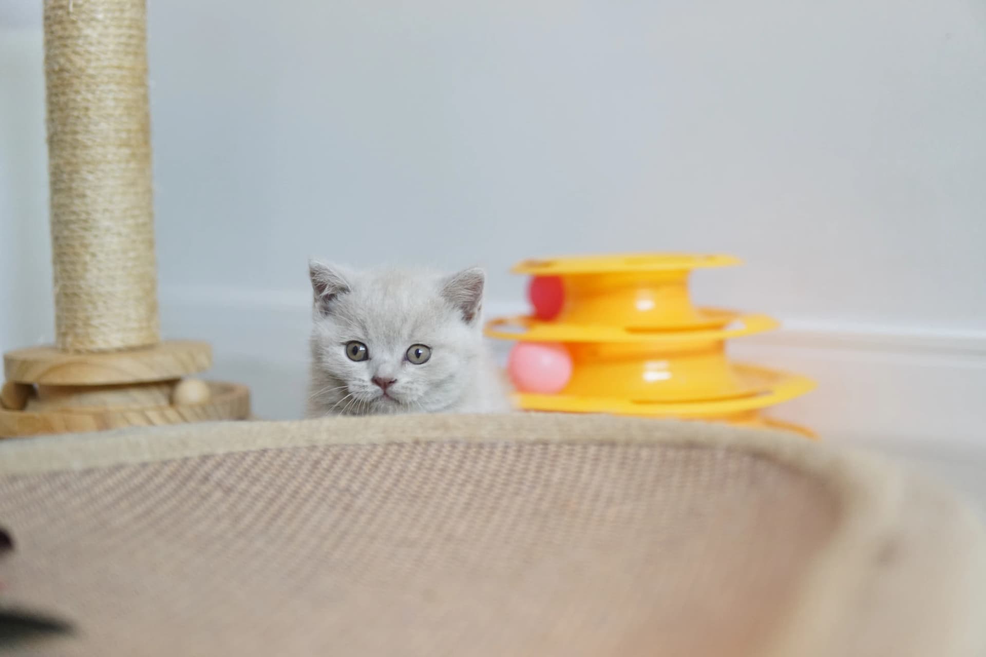 Kitten next to the favorite toy