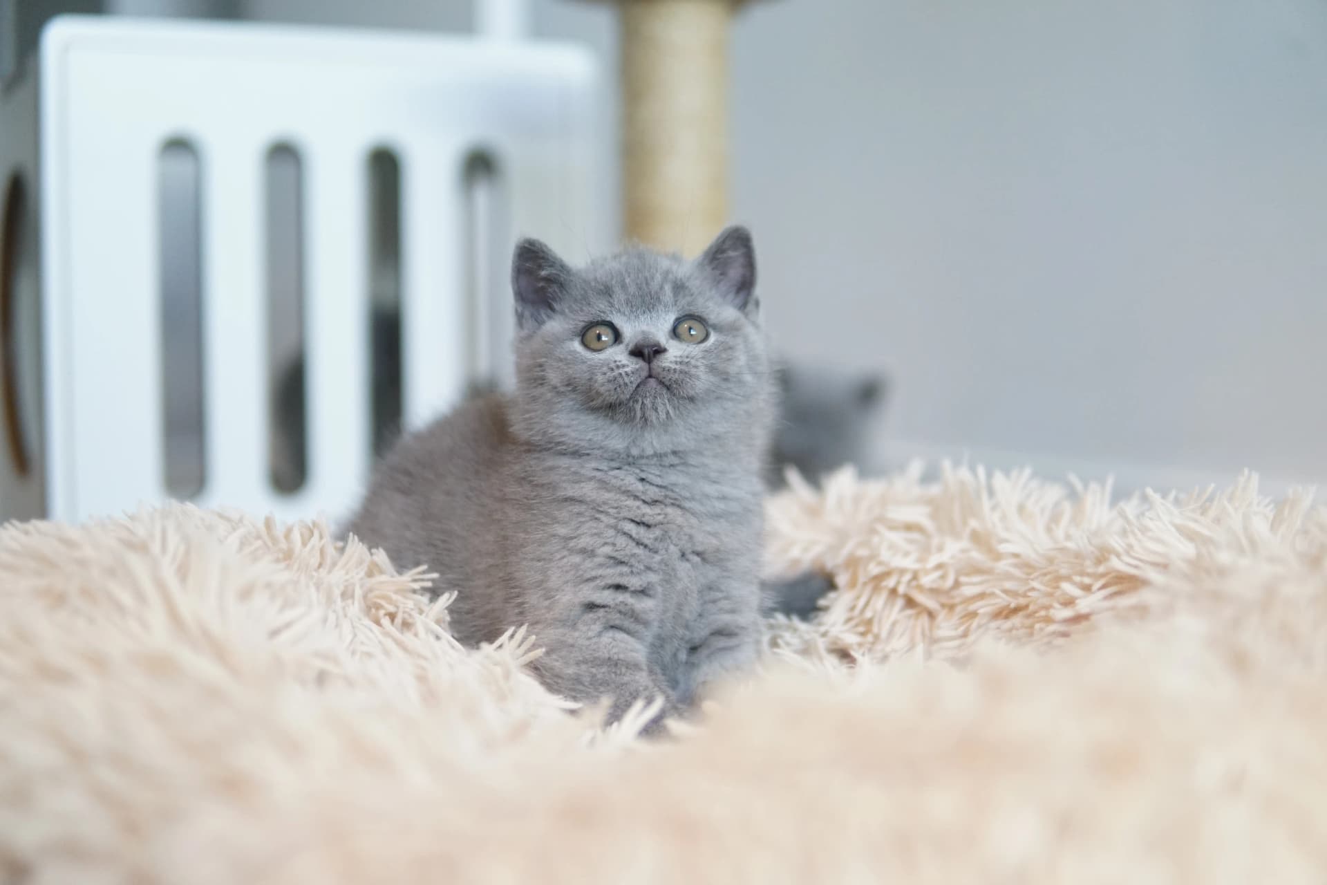 Kitten with an attentive and cute look