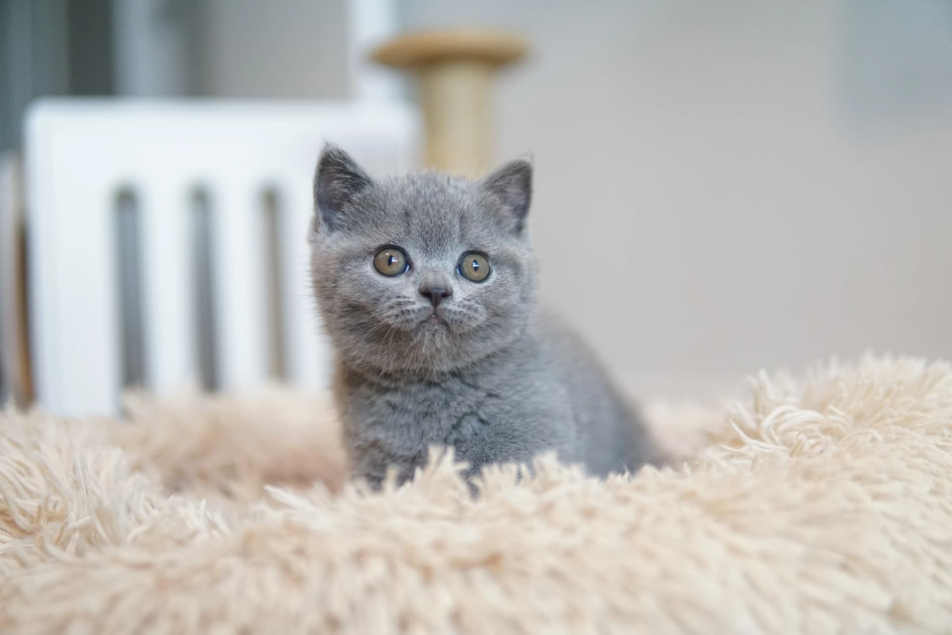Kitten comfortable in the corner