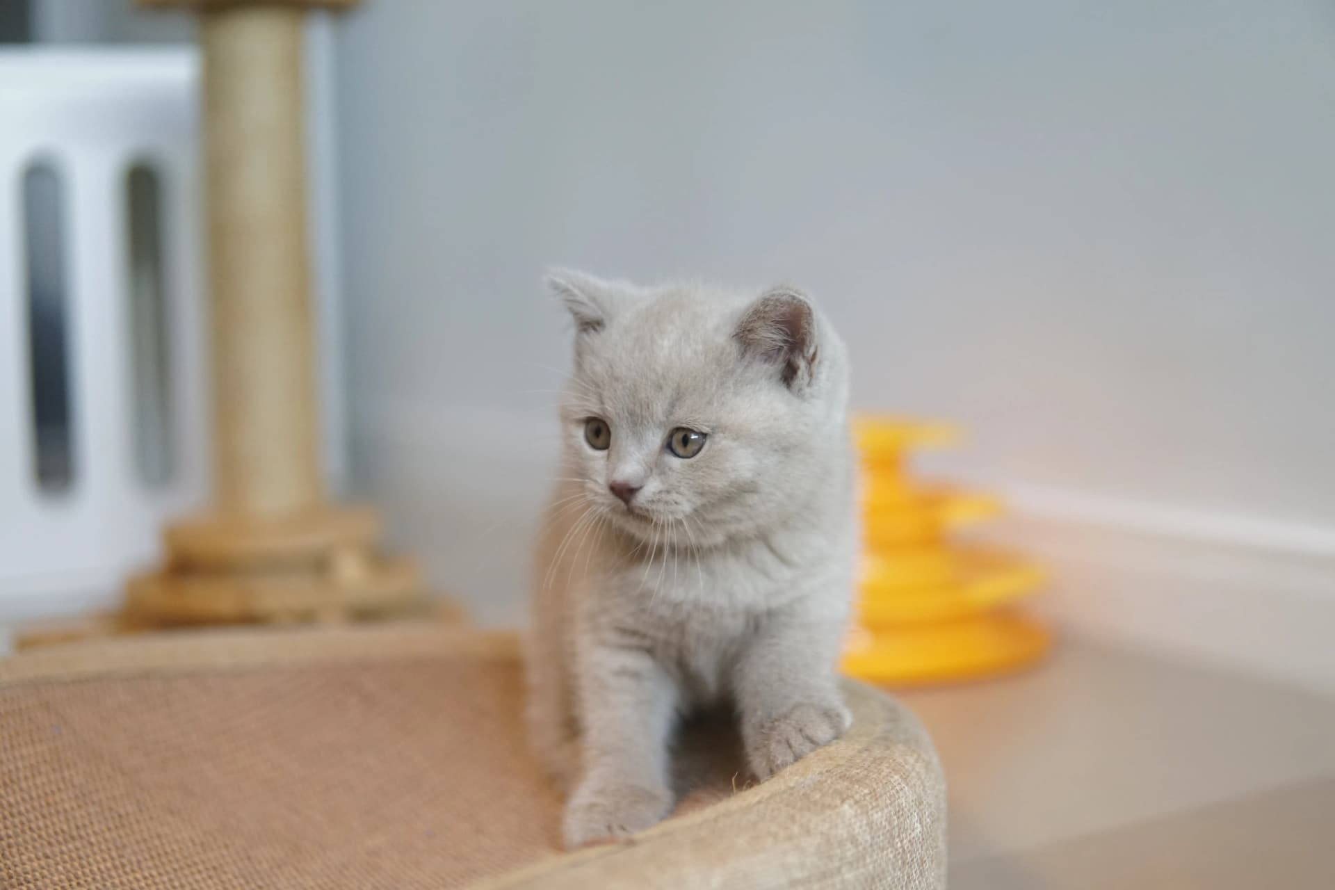 Kitten ready to pounce