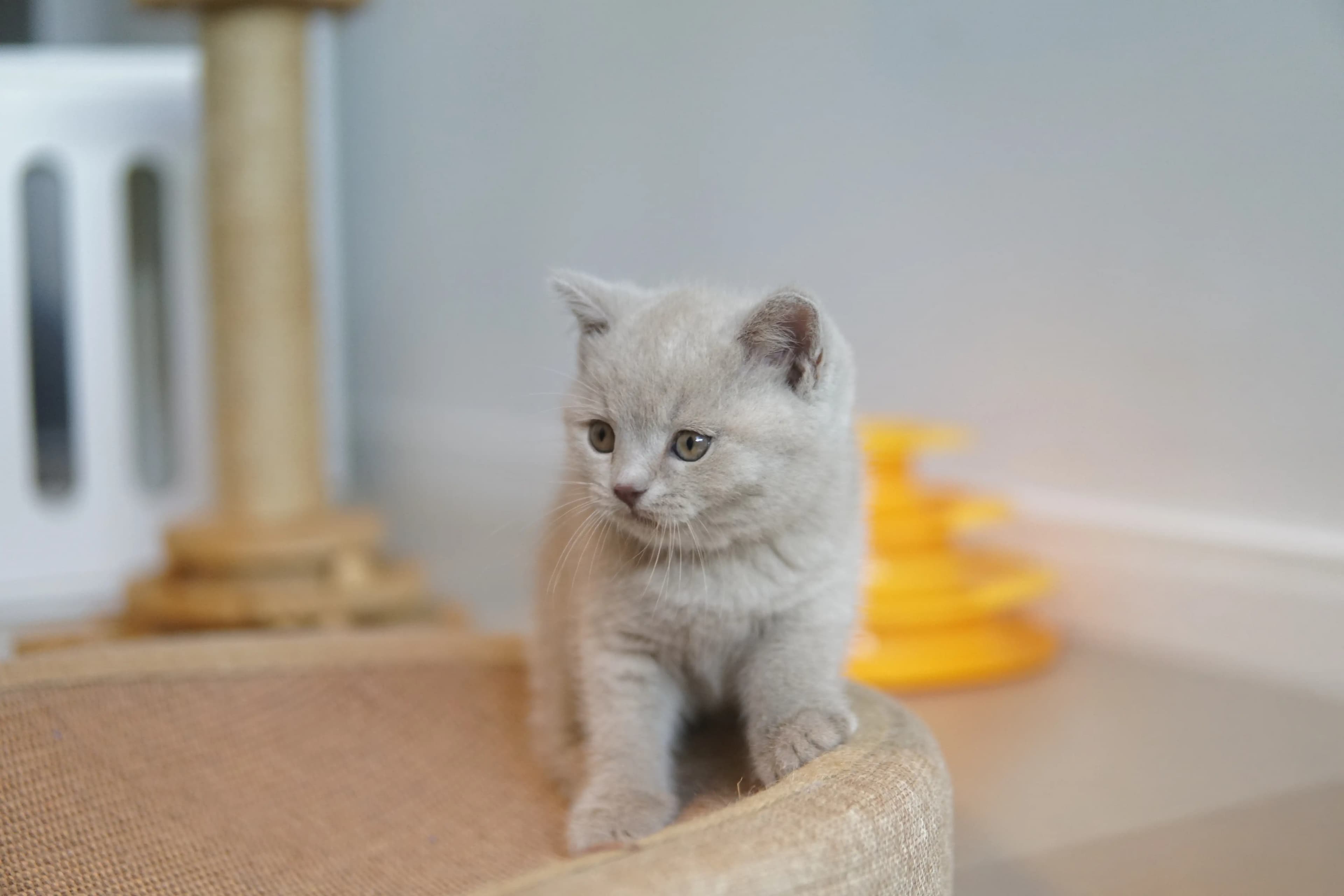 Kitten ready to pounce