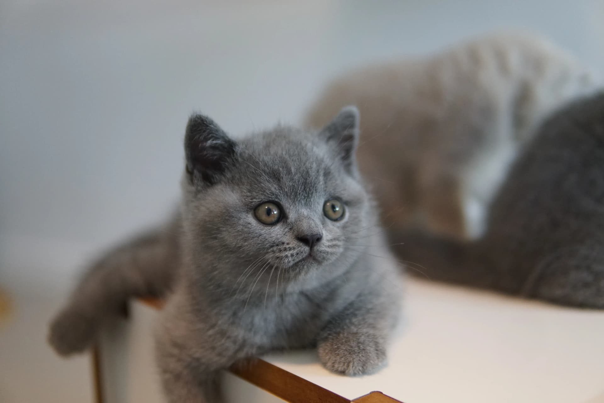 Kitten lying down, resting