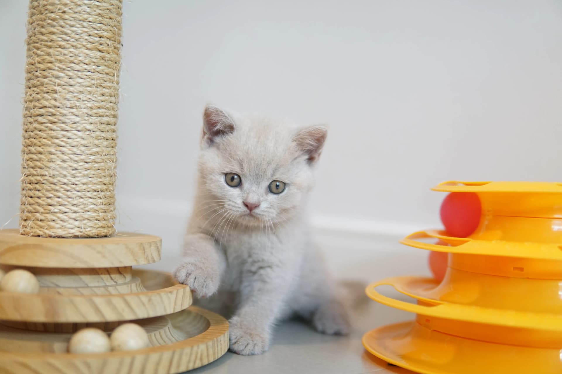 Kitten among the toys