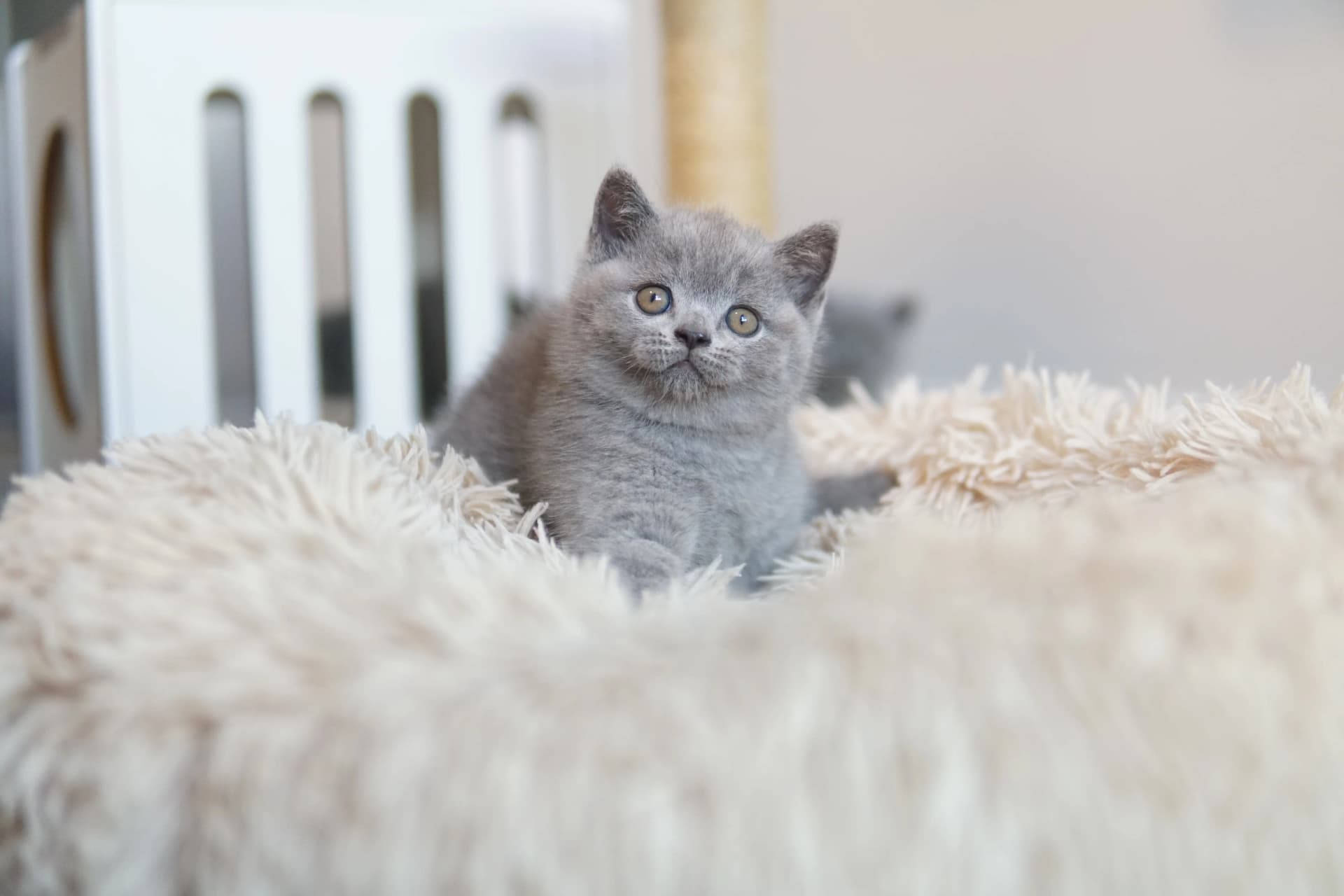 Kitten contrasting with the texture