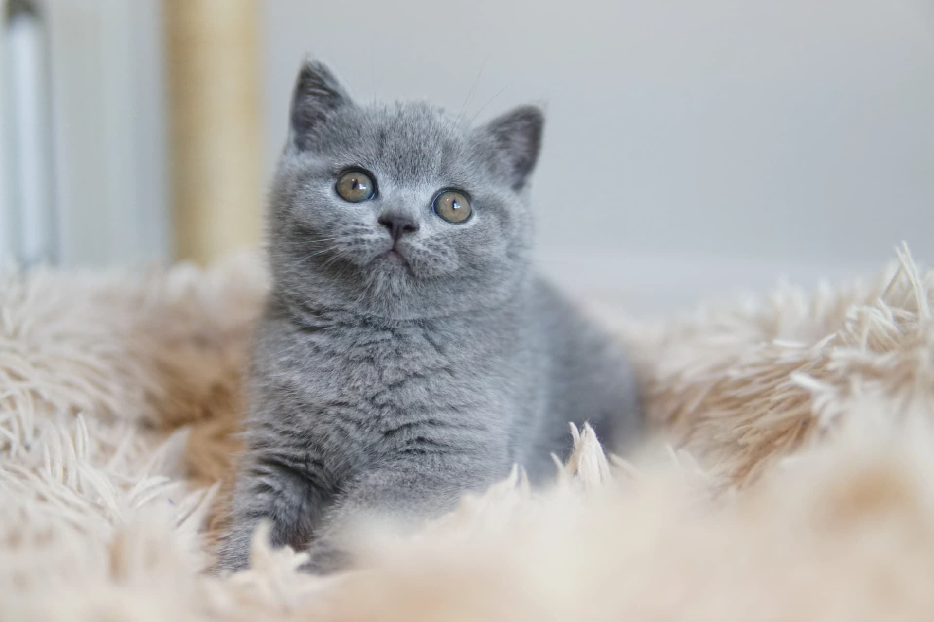 Kitten exploring the environment