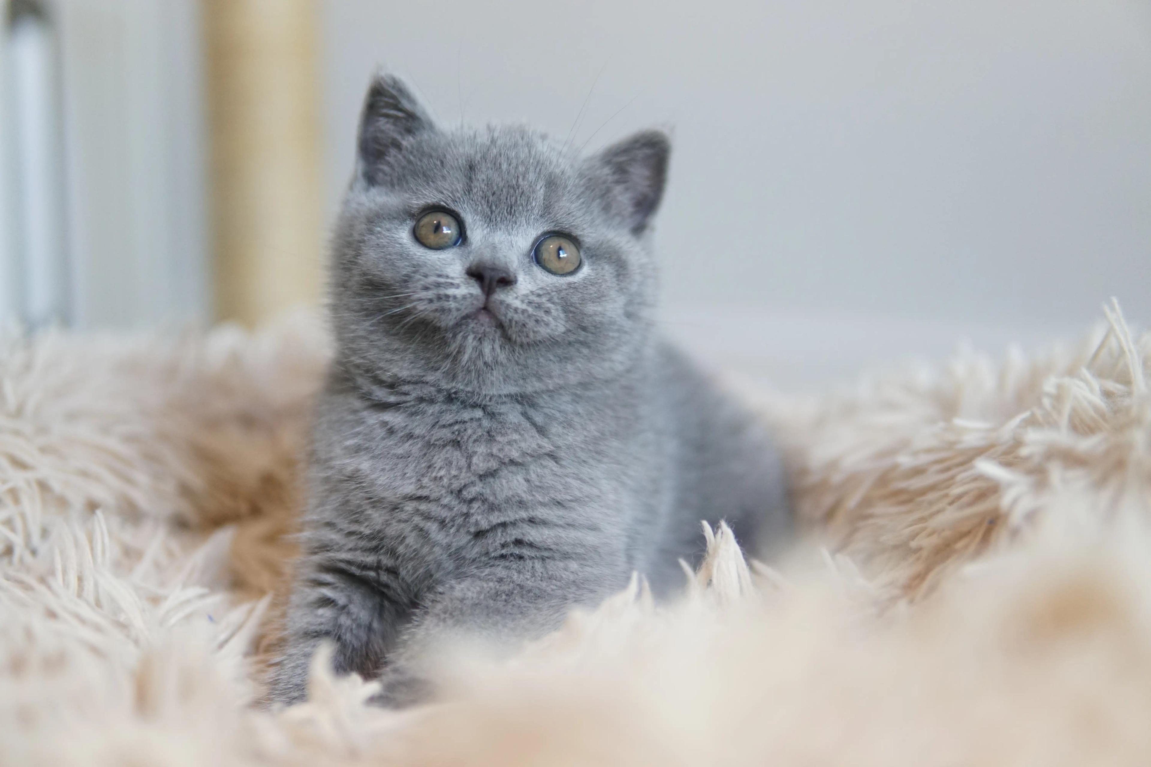 Kitten exploring the environment