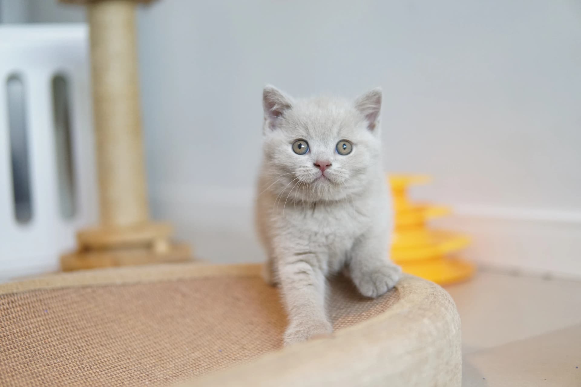 Kitten climbing the scratching post