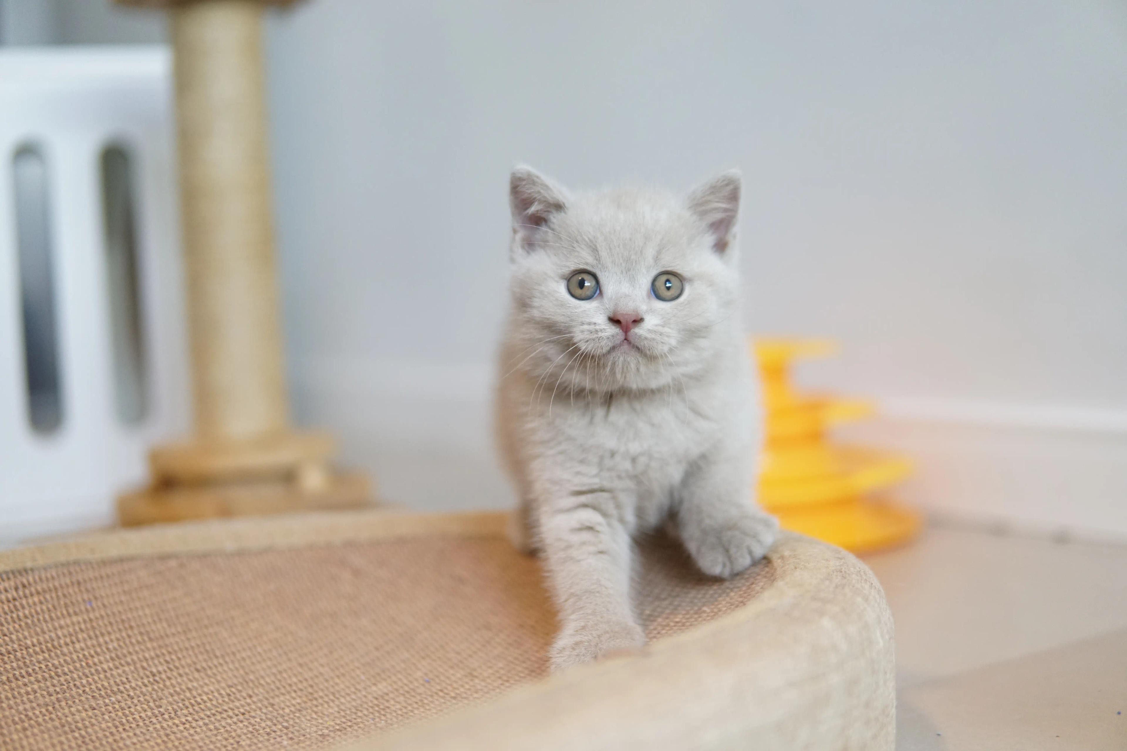Kitten climbing the scratching post