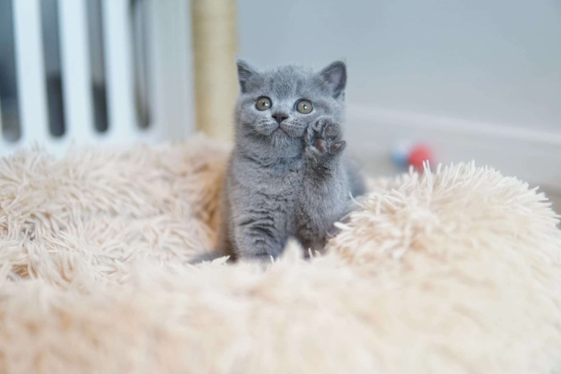 Kitten showing off all its cuteness
