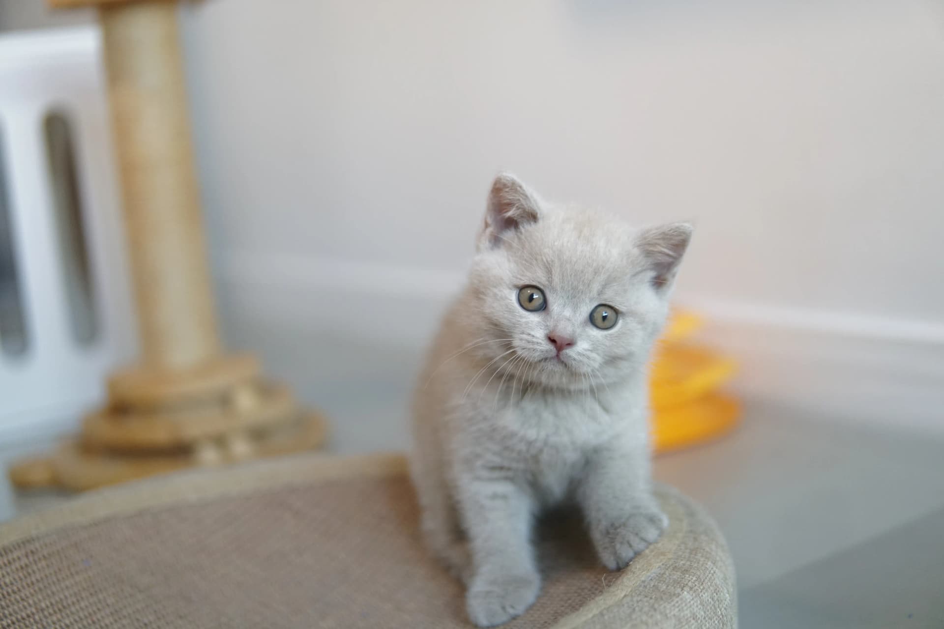 Kitten ready for another nap