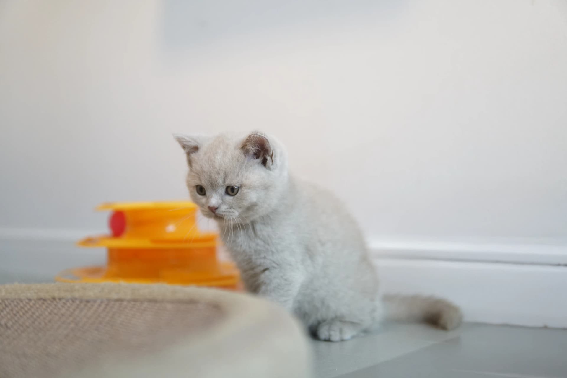 Kitten posing for the camera