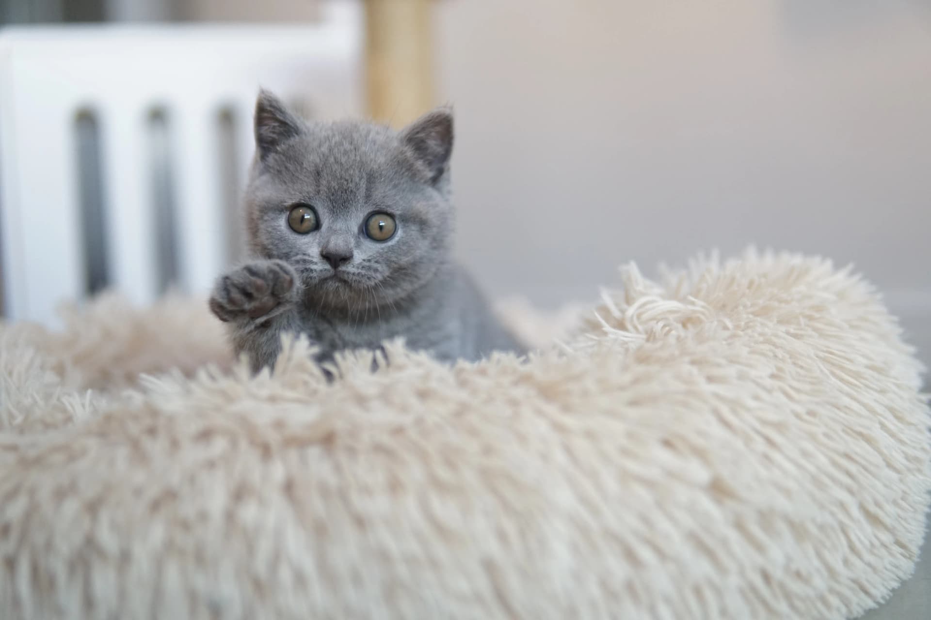 Kitten in another cute shot