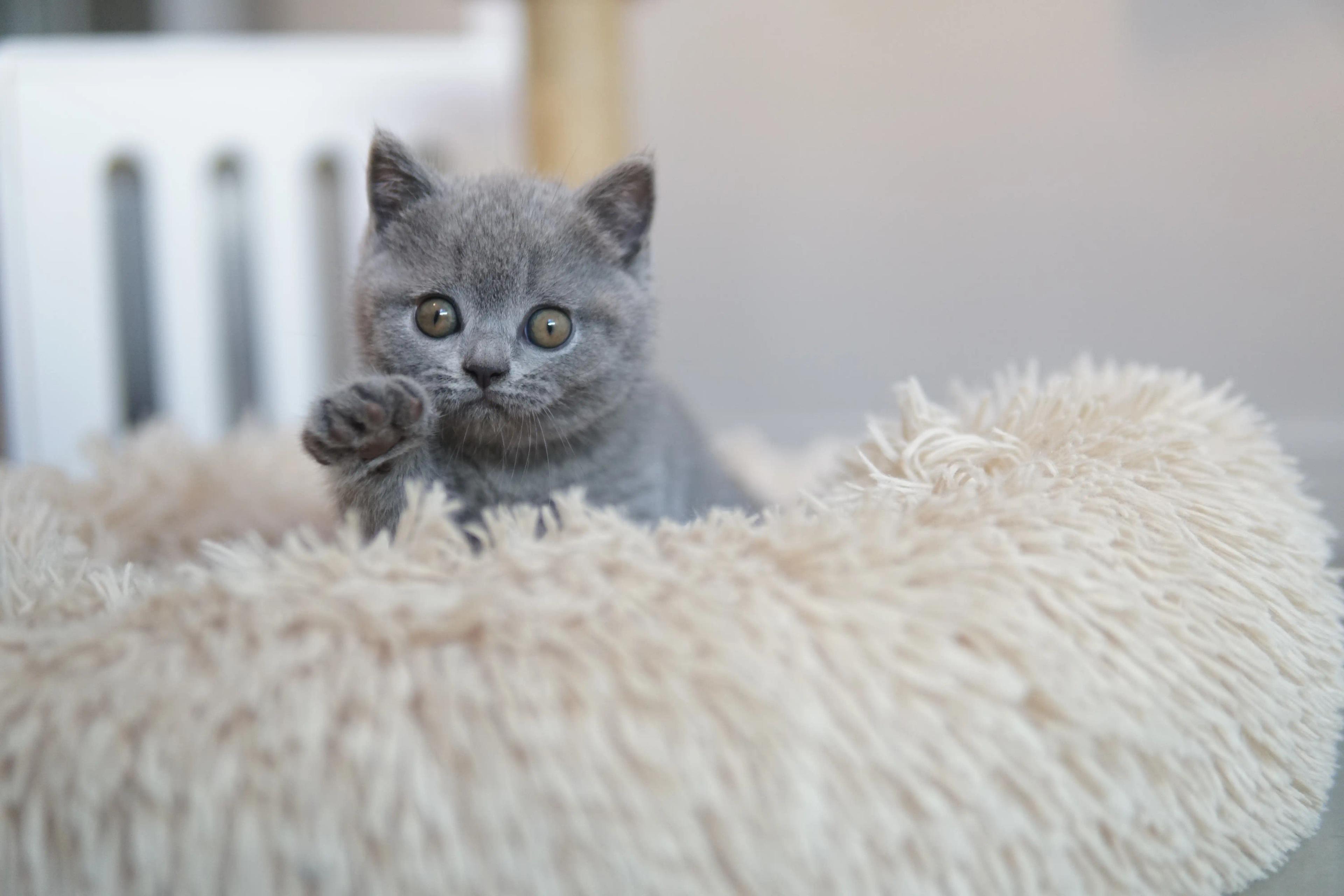 Kitten in another cute shot
