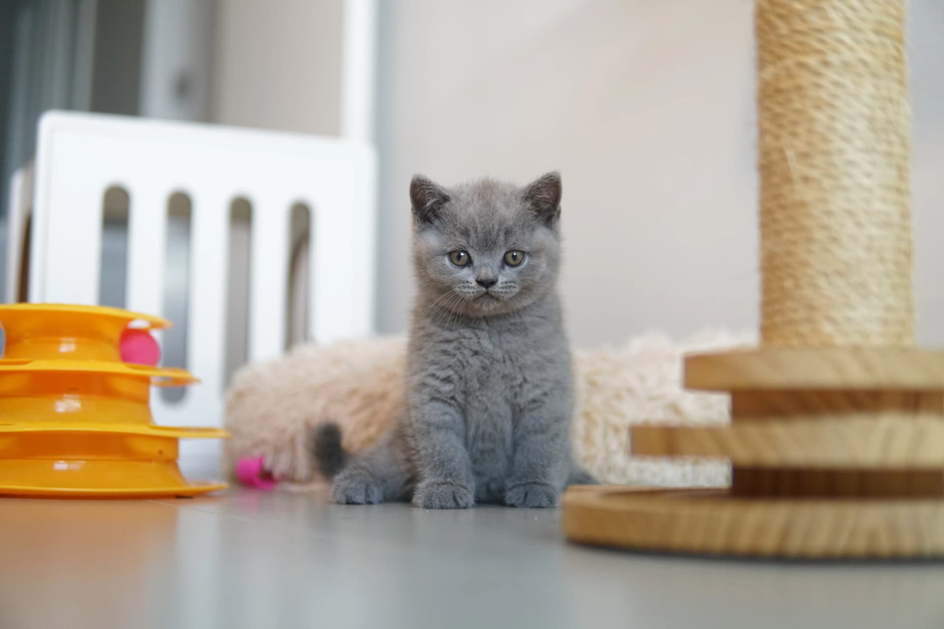 Kitten between playtime and rest