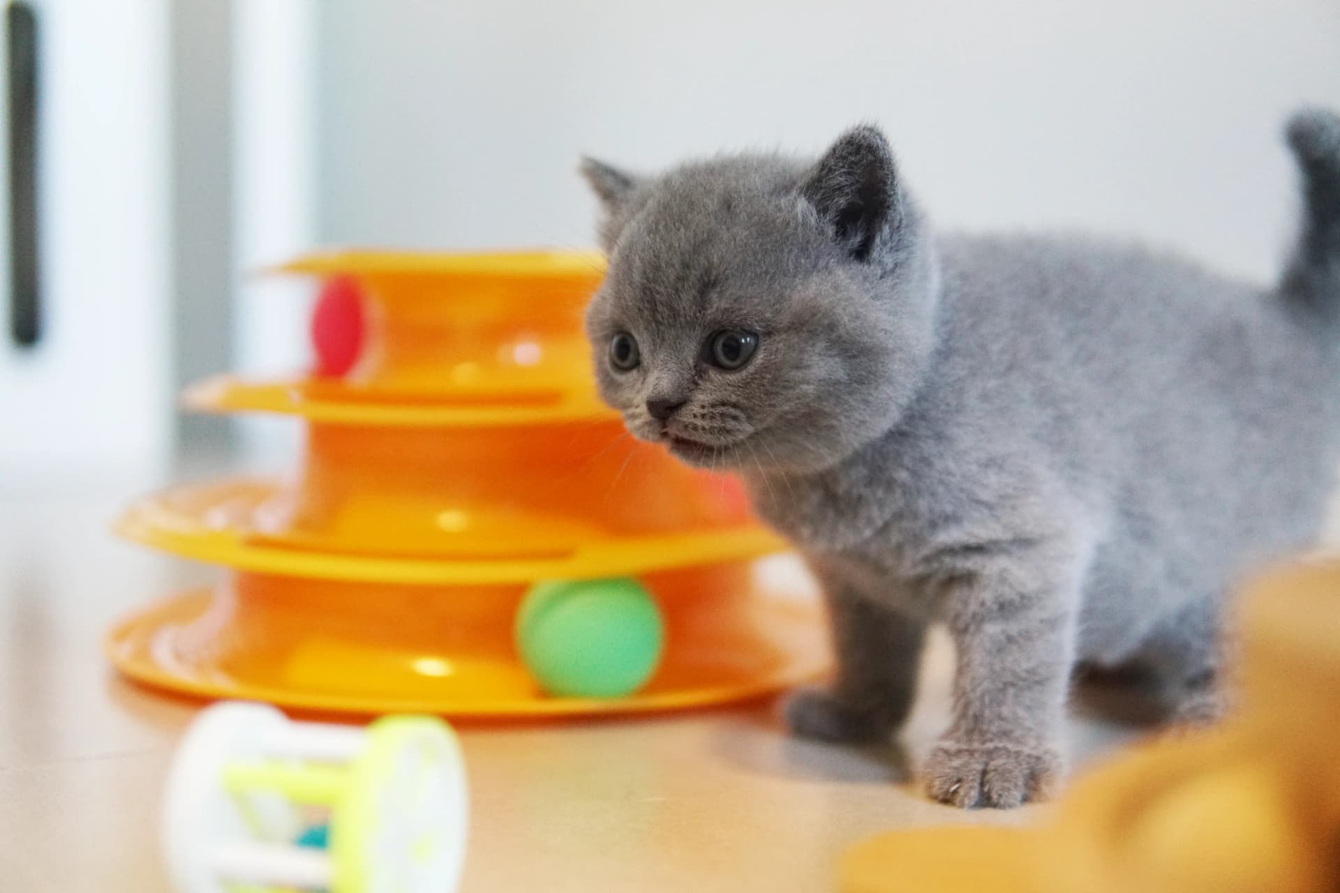 Kitten observing attentively
