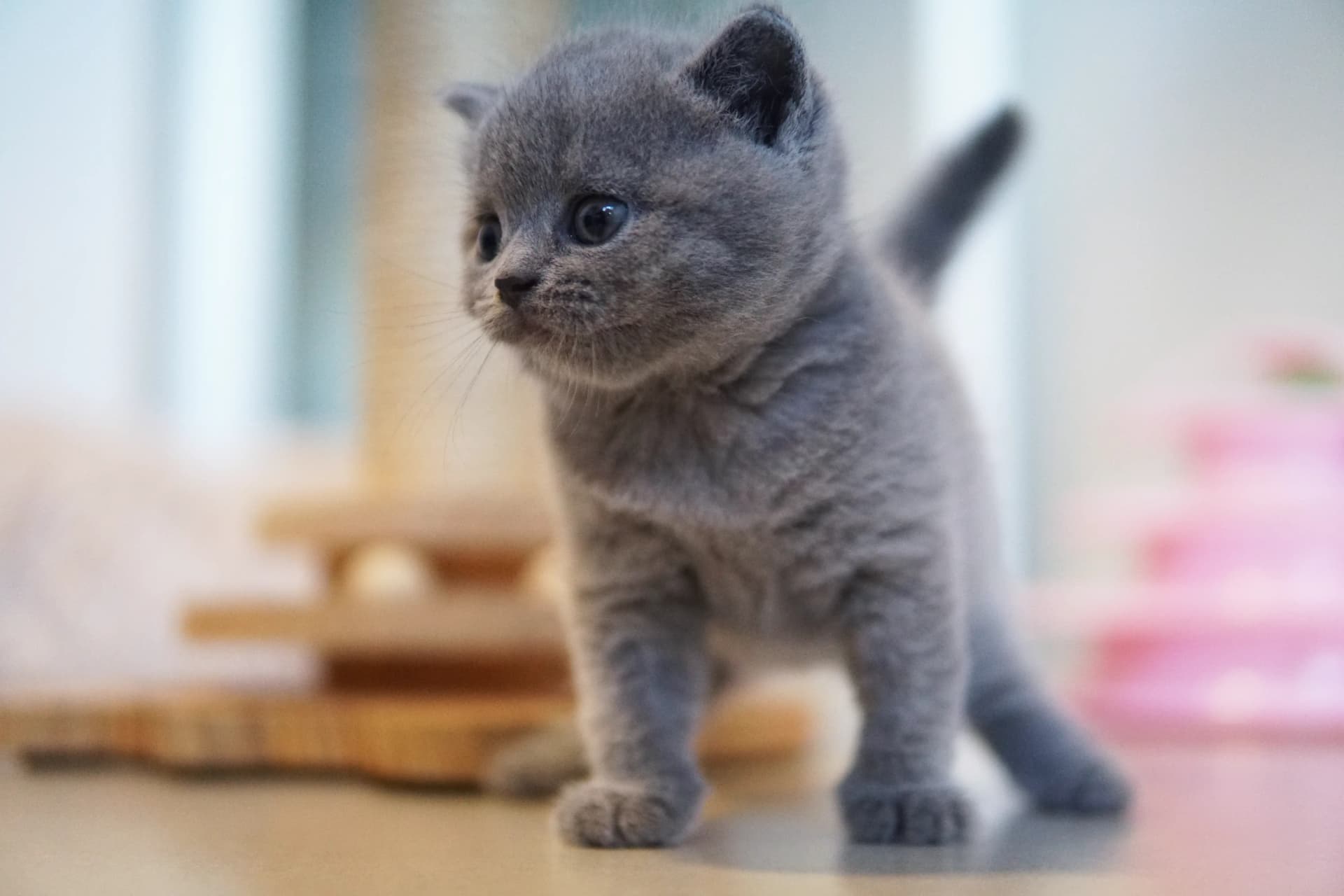 Kitten relaxing quietly