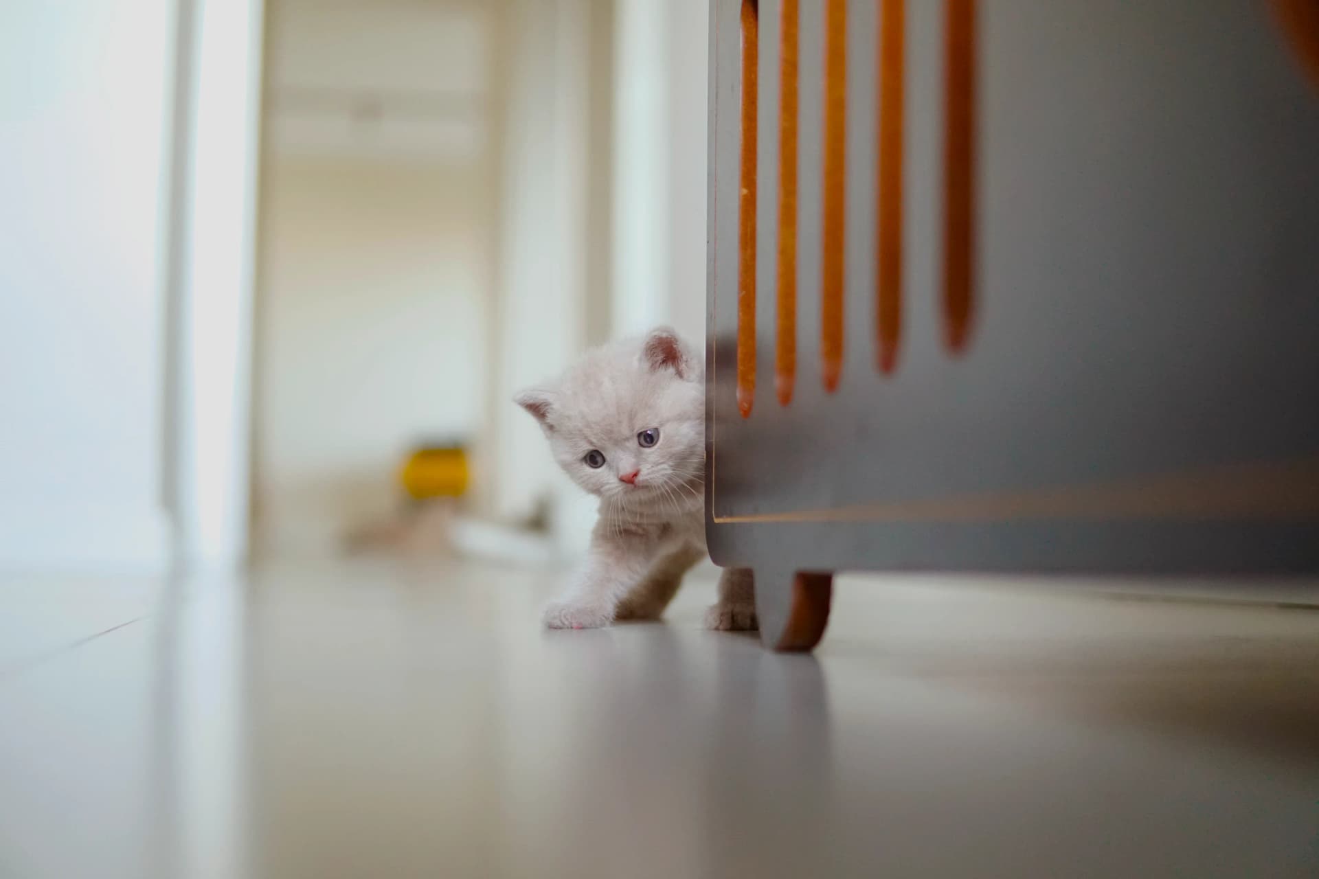 Kitten as a little adventurer