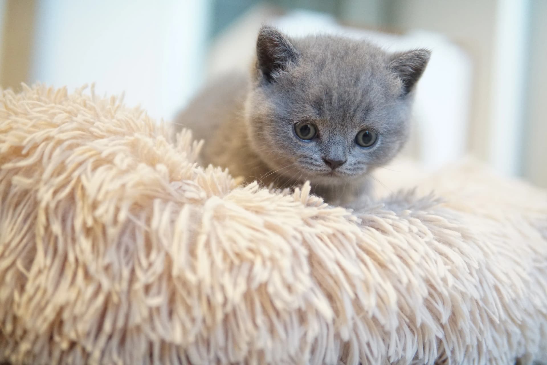 Kitten discovering new spots