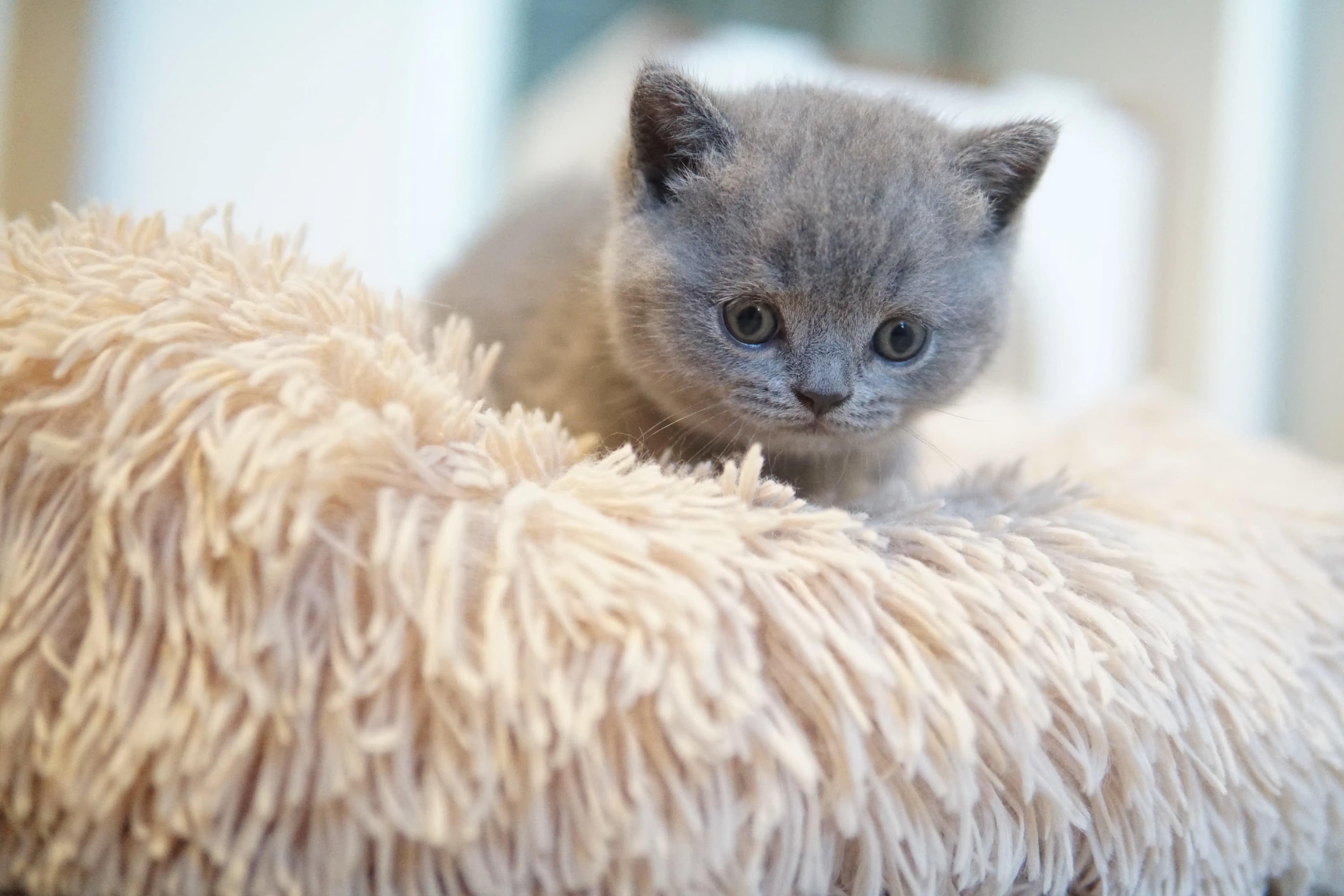Kitten discovering new spots
