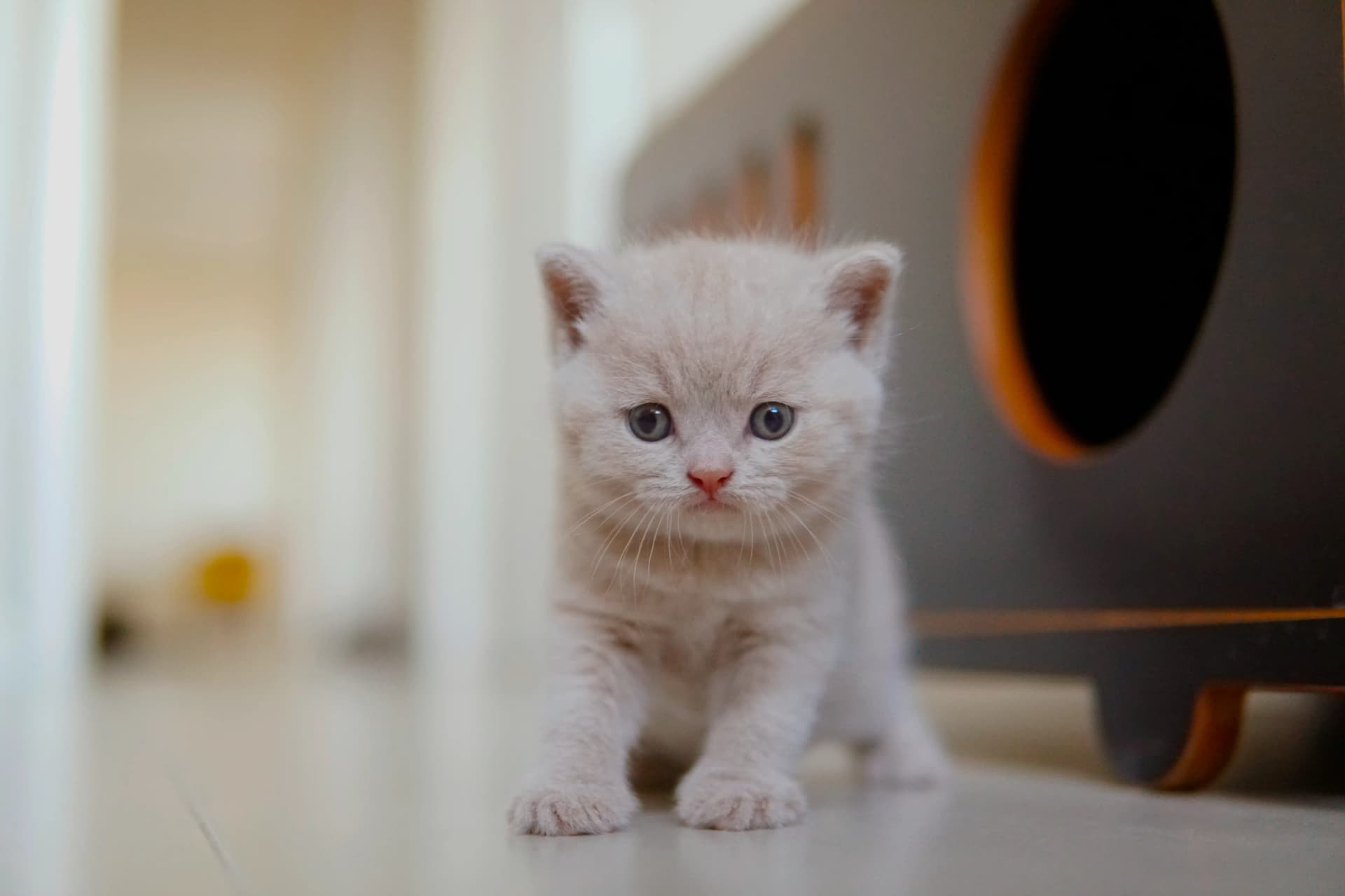 Kitten showing off all its charm