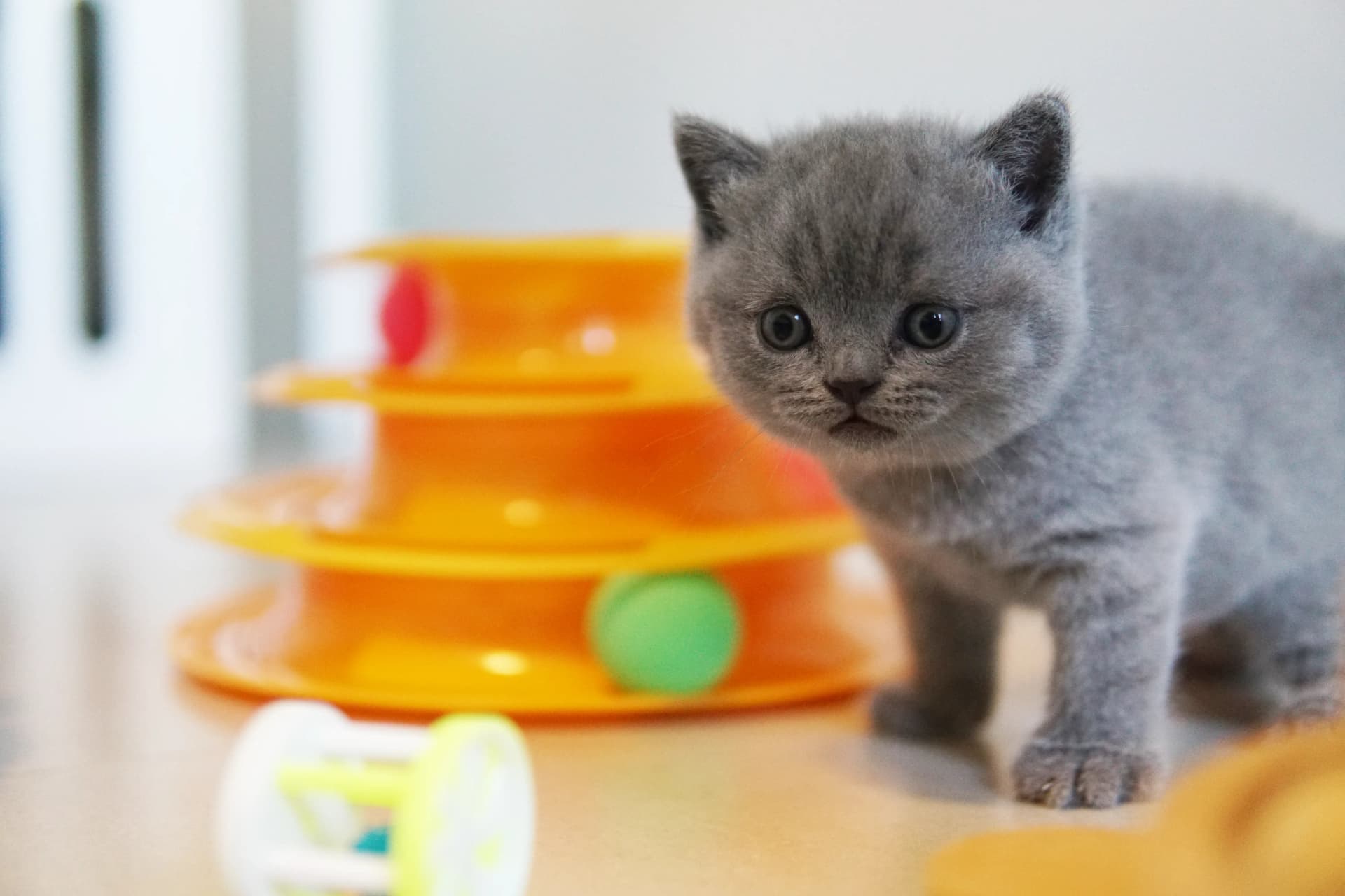 Kitten posing elegantly