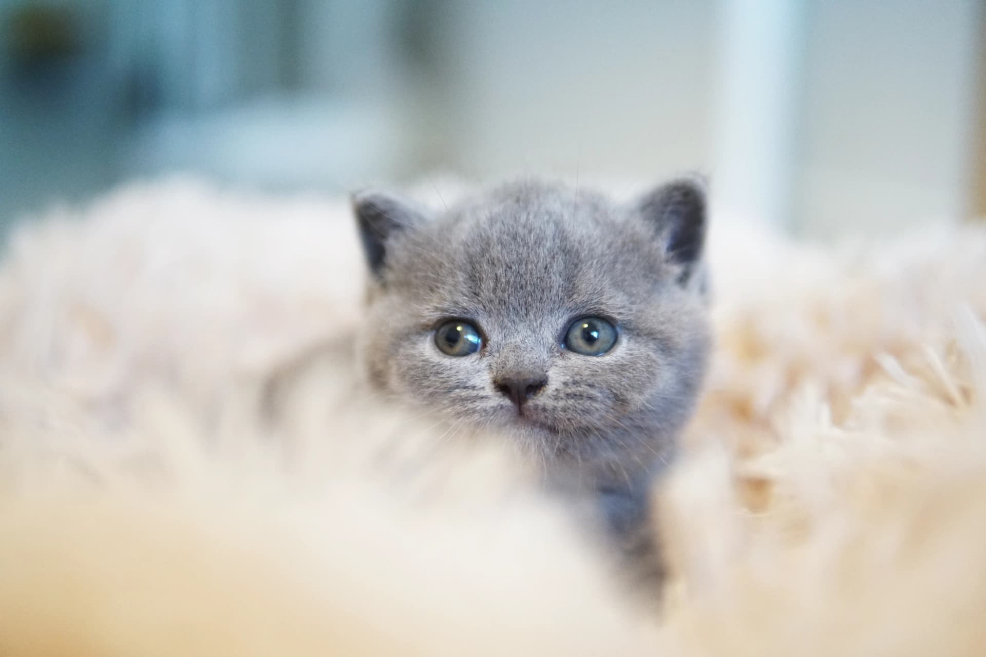Kitten charmingly resting