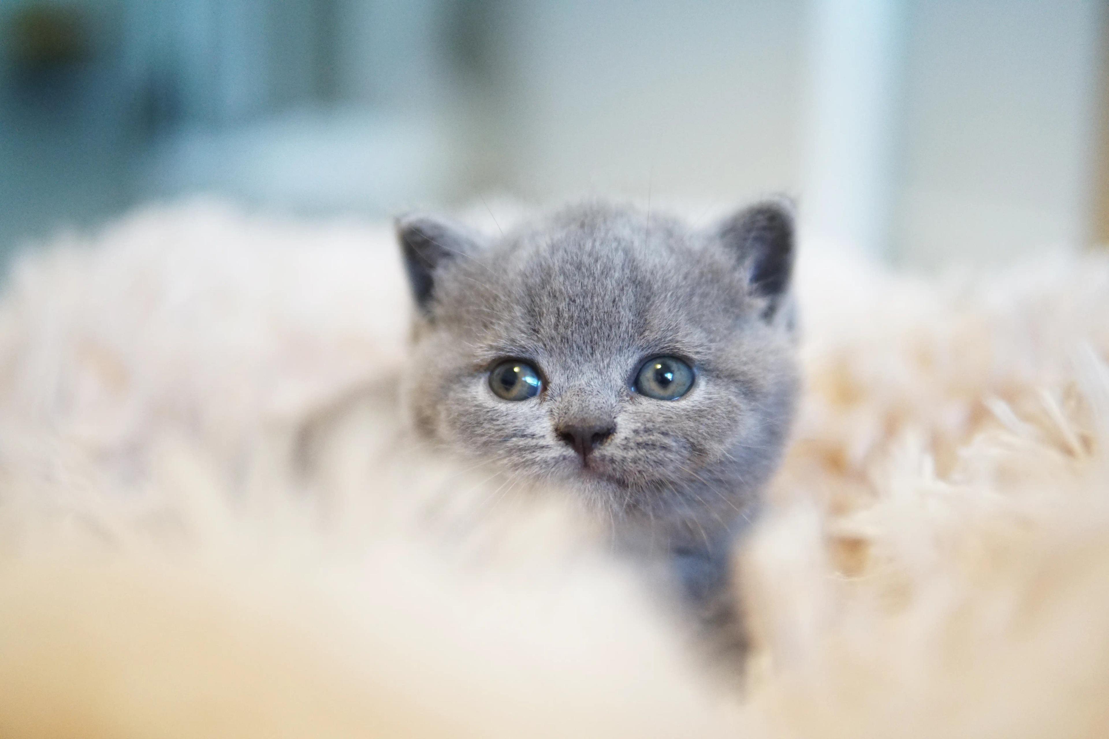 Kitten charmingly resting