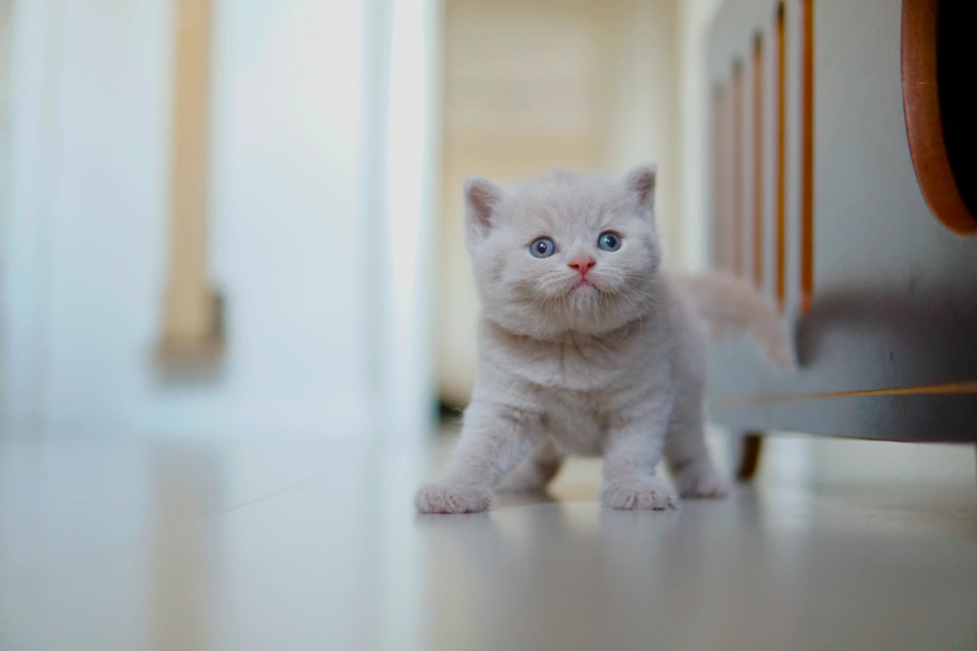 Kitten lying down, relaxed
