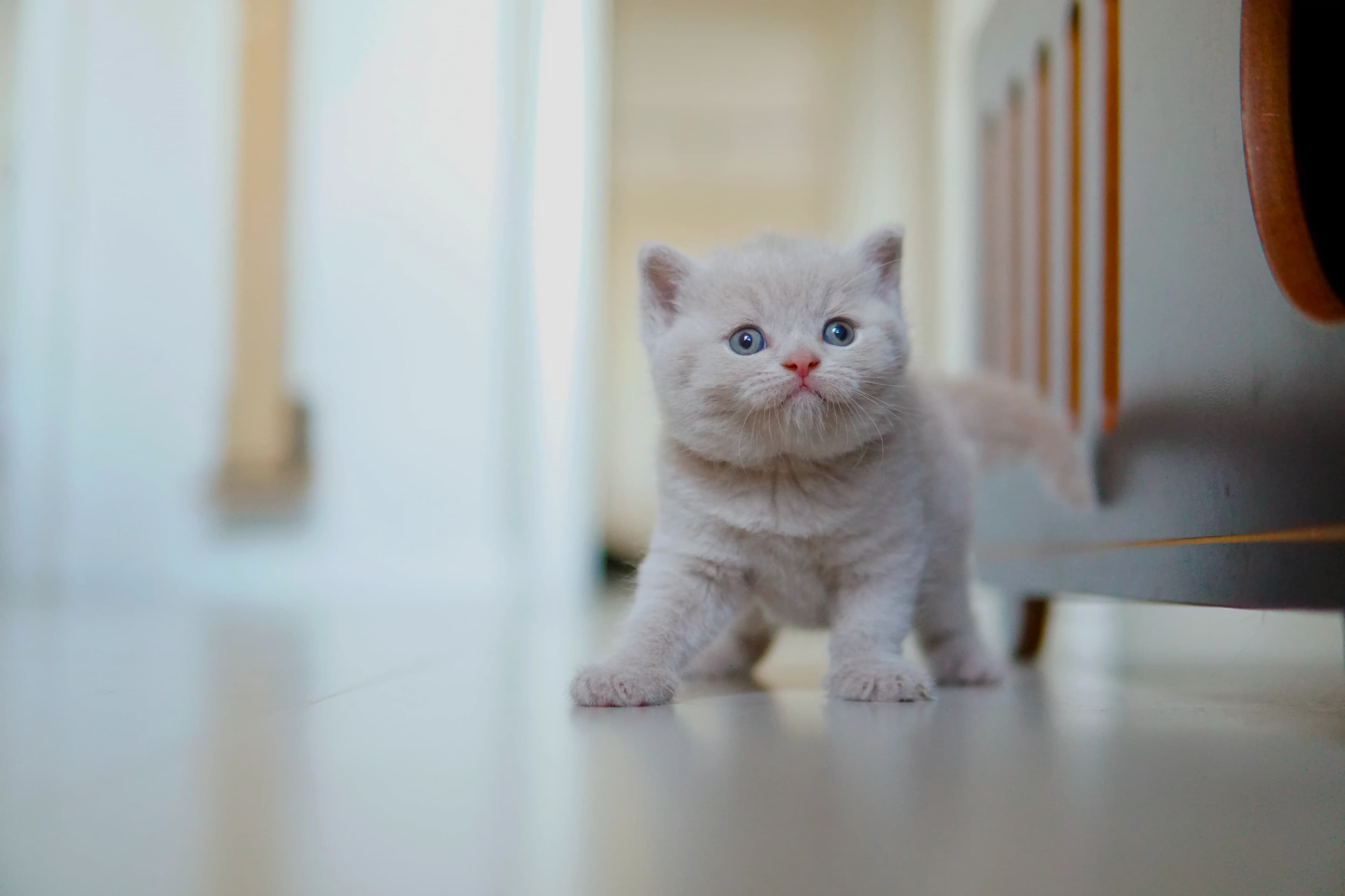 Kitten lying down, relaxed