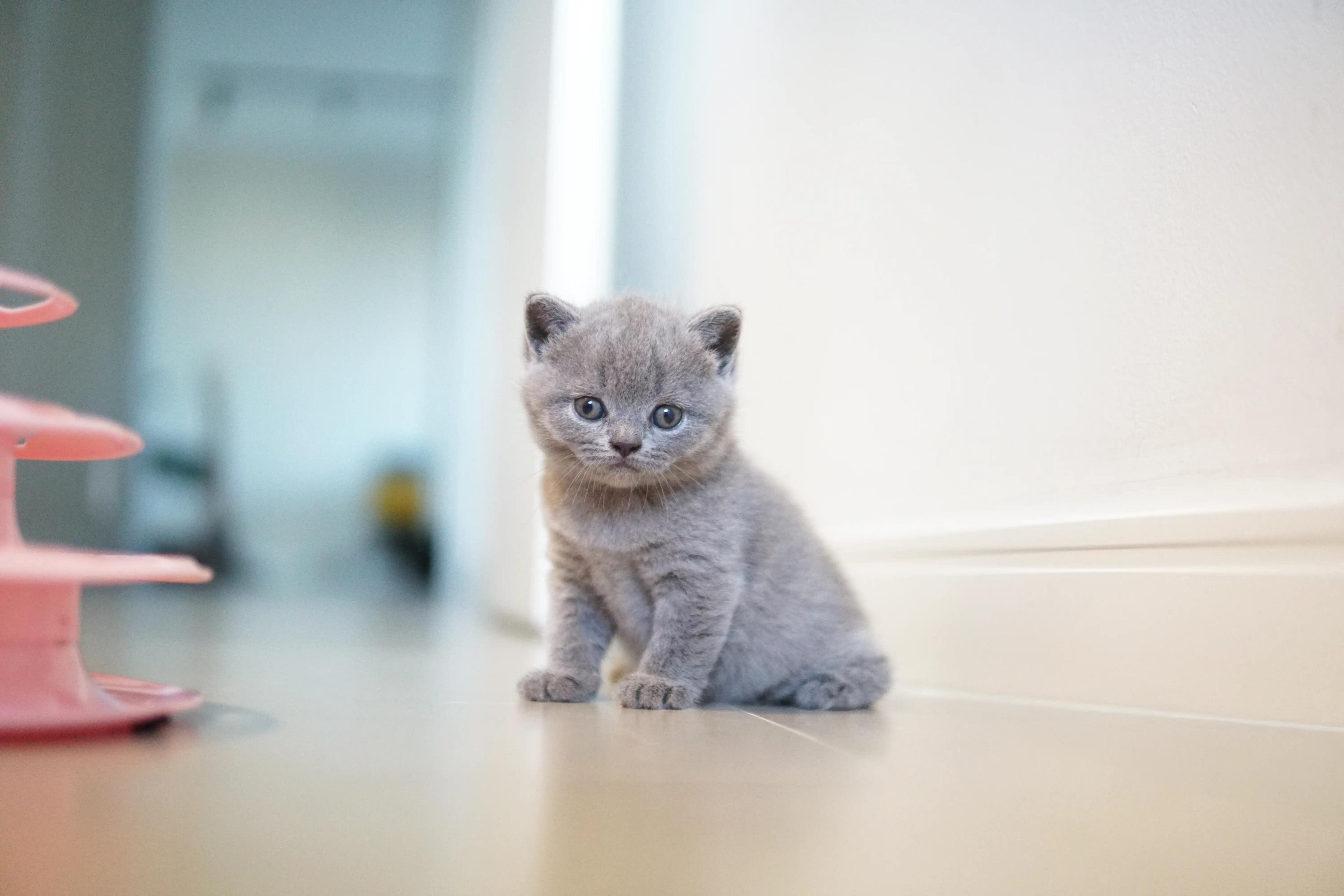 Kitten eyeing the toy