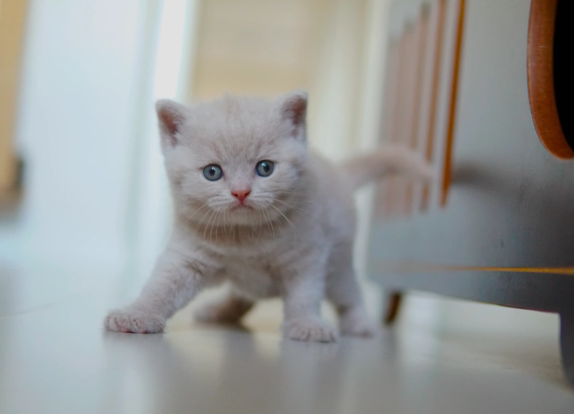 Kitten demonstrating leadership