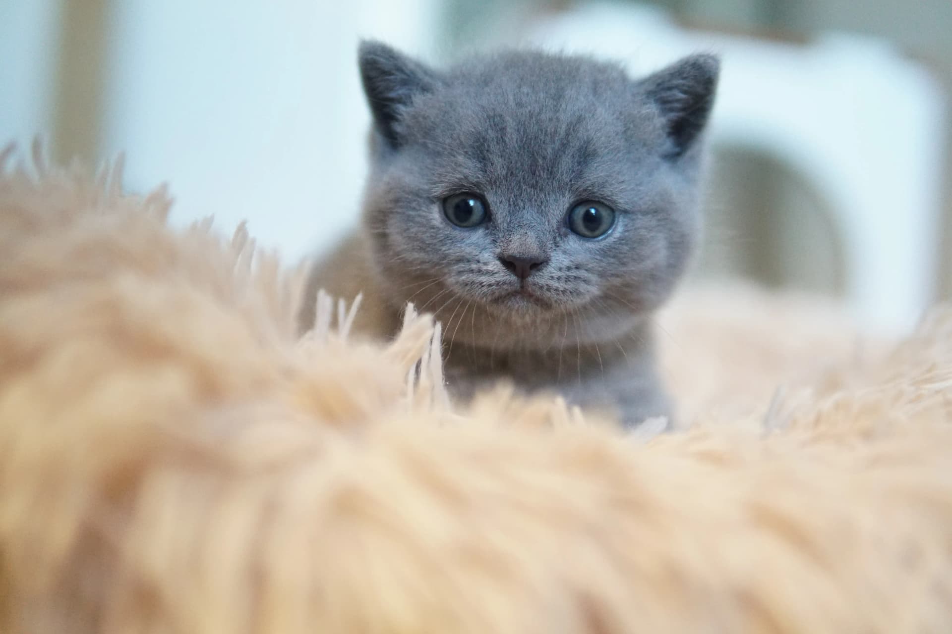 Kitten always curious