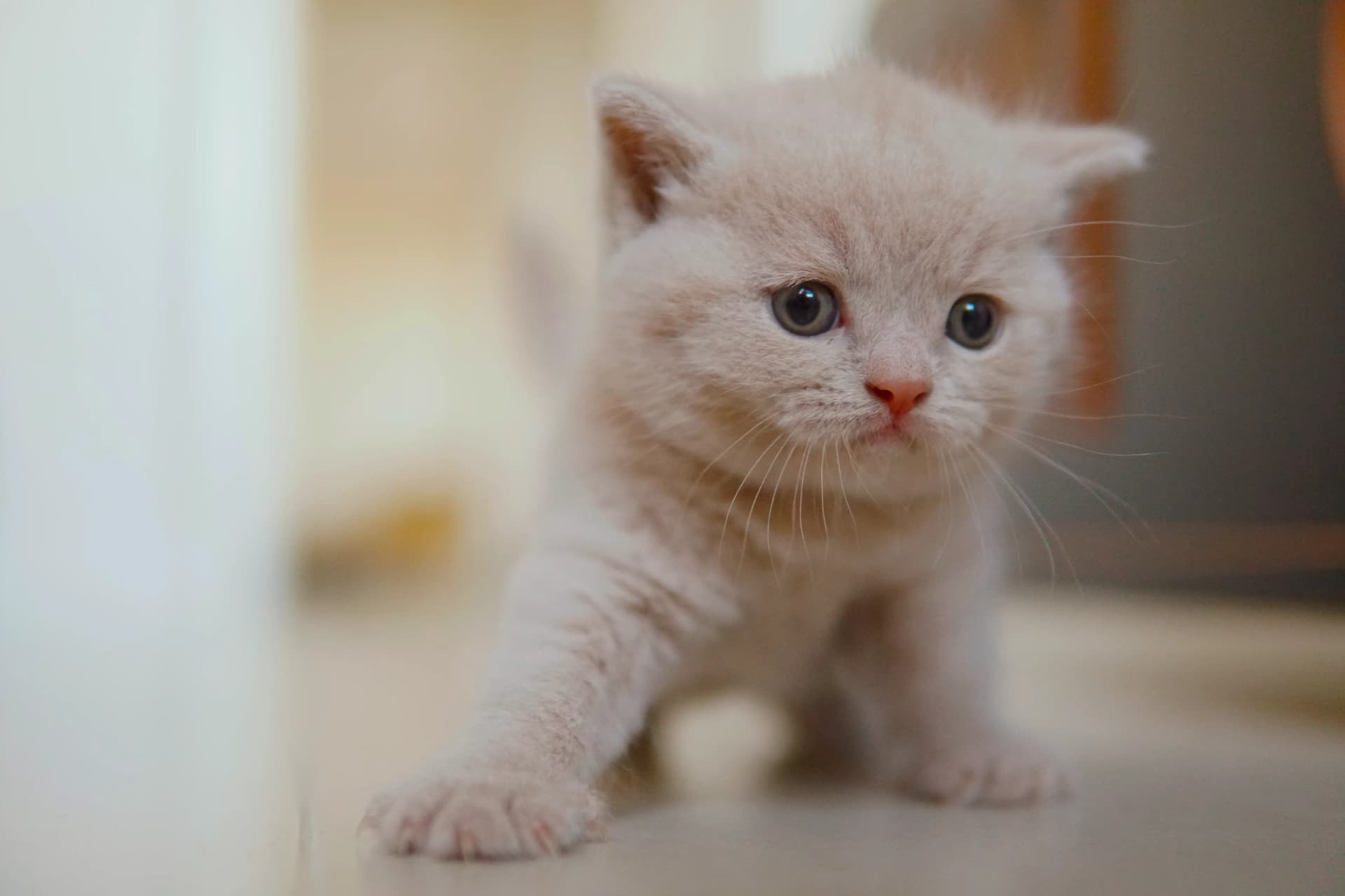 Kitten resting after play