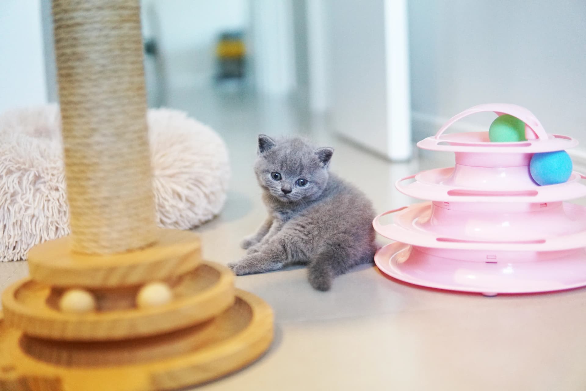 Kitten among the toys