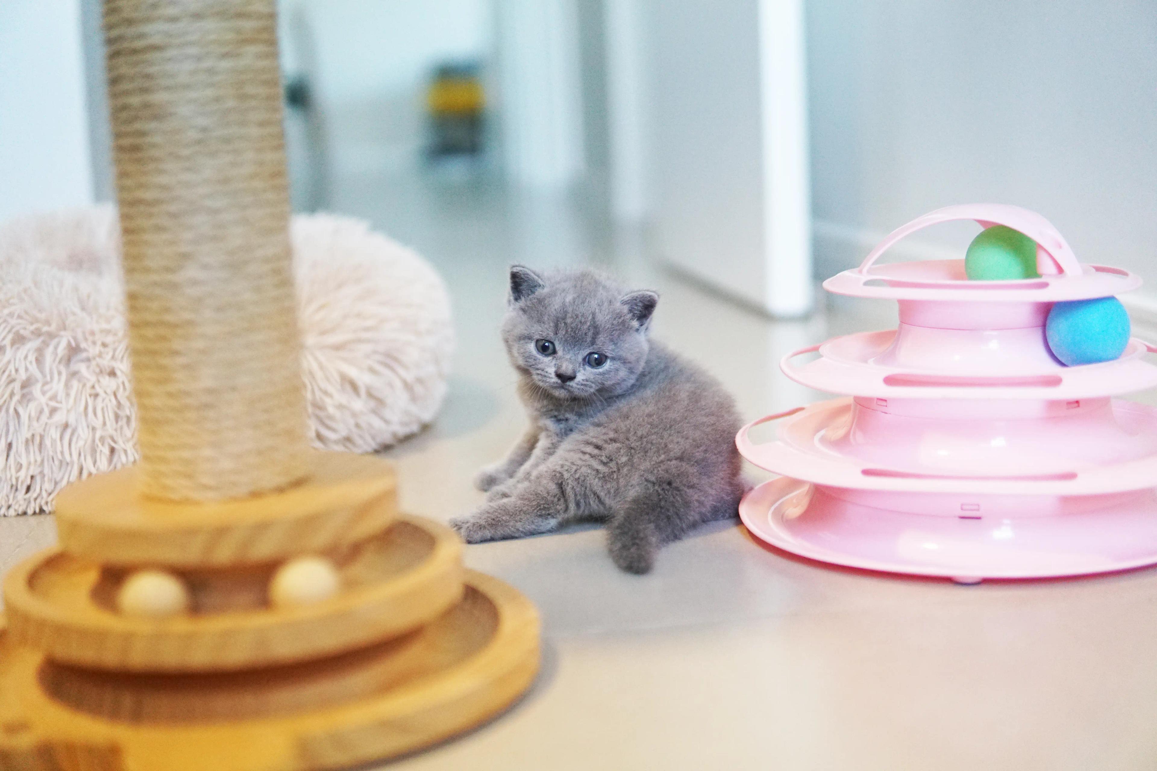 Kitten among the toys