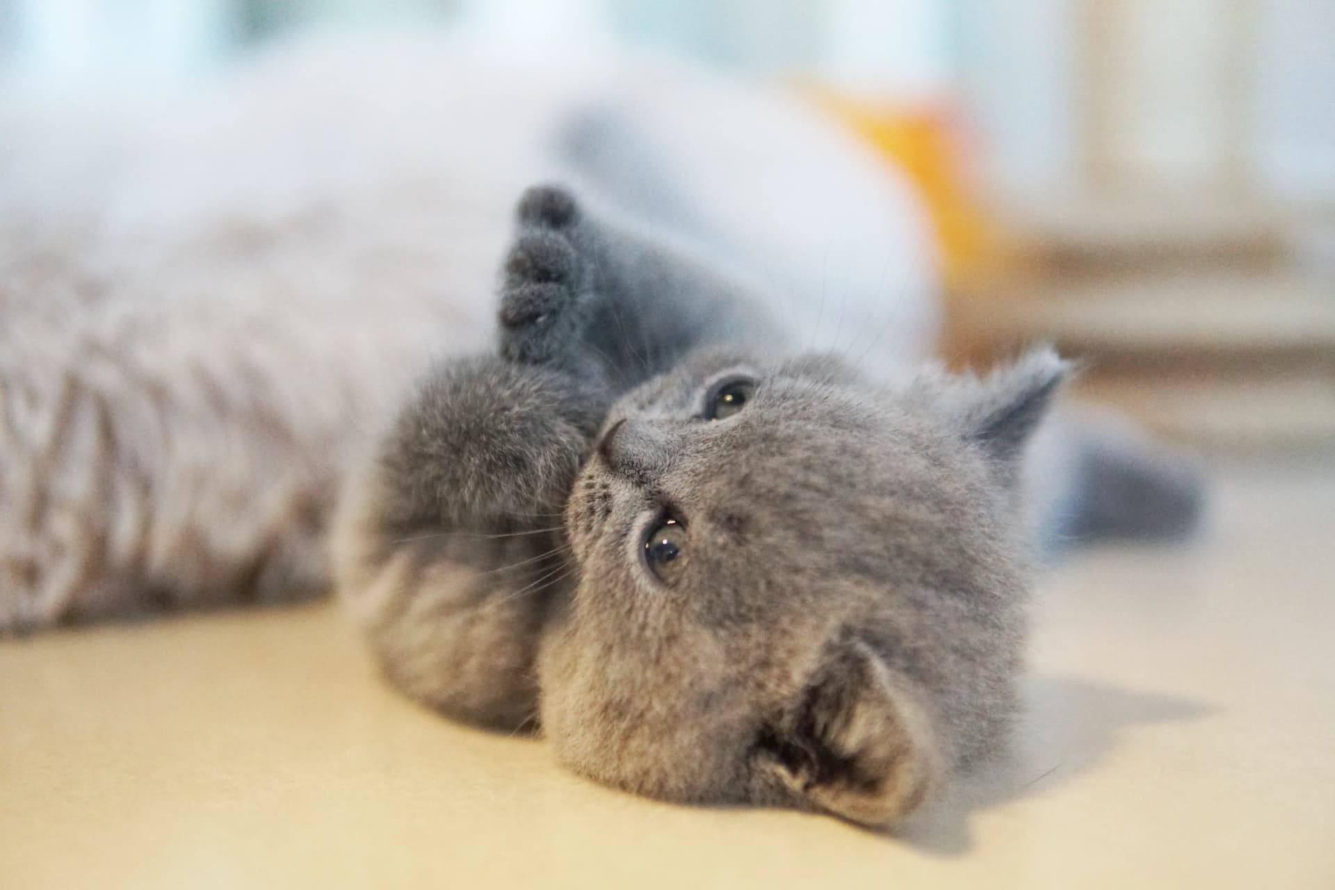 Kitten comfortable with the family