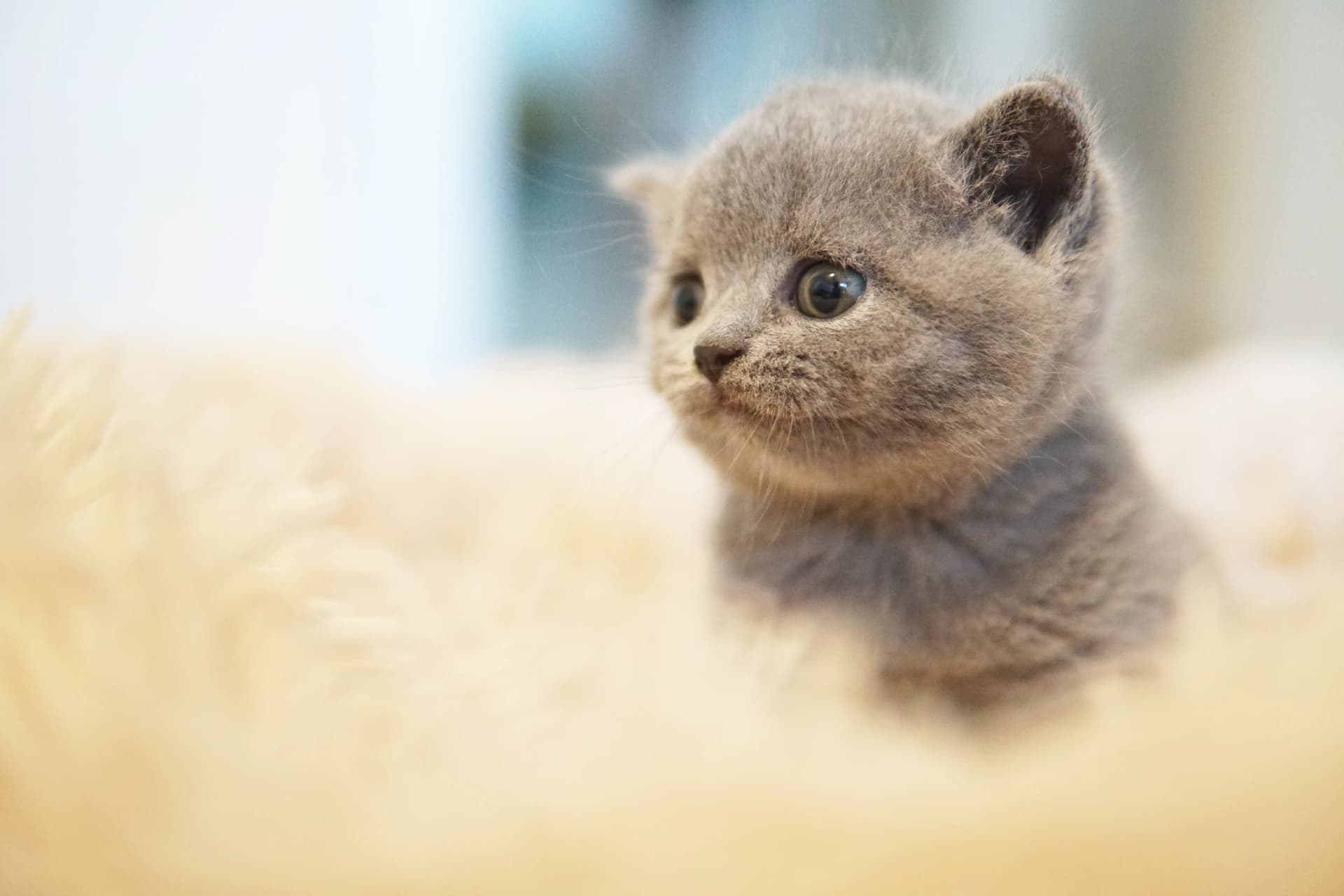 Kitten taking a peaceful nap