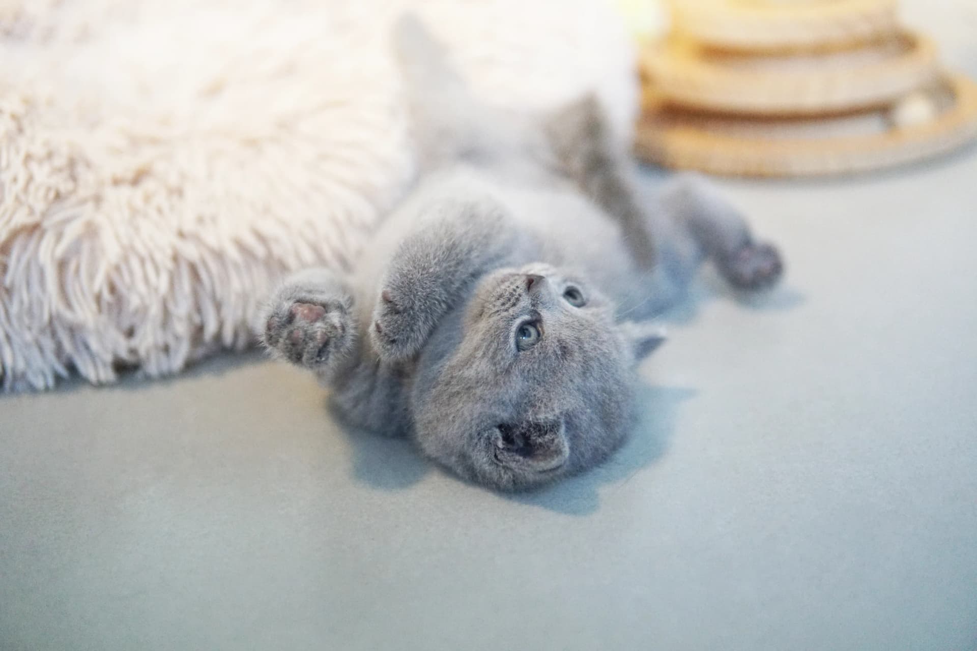 Kitten showing irresistible charm