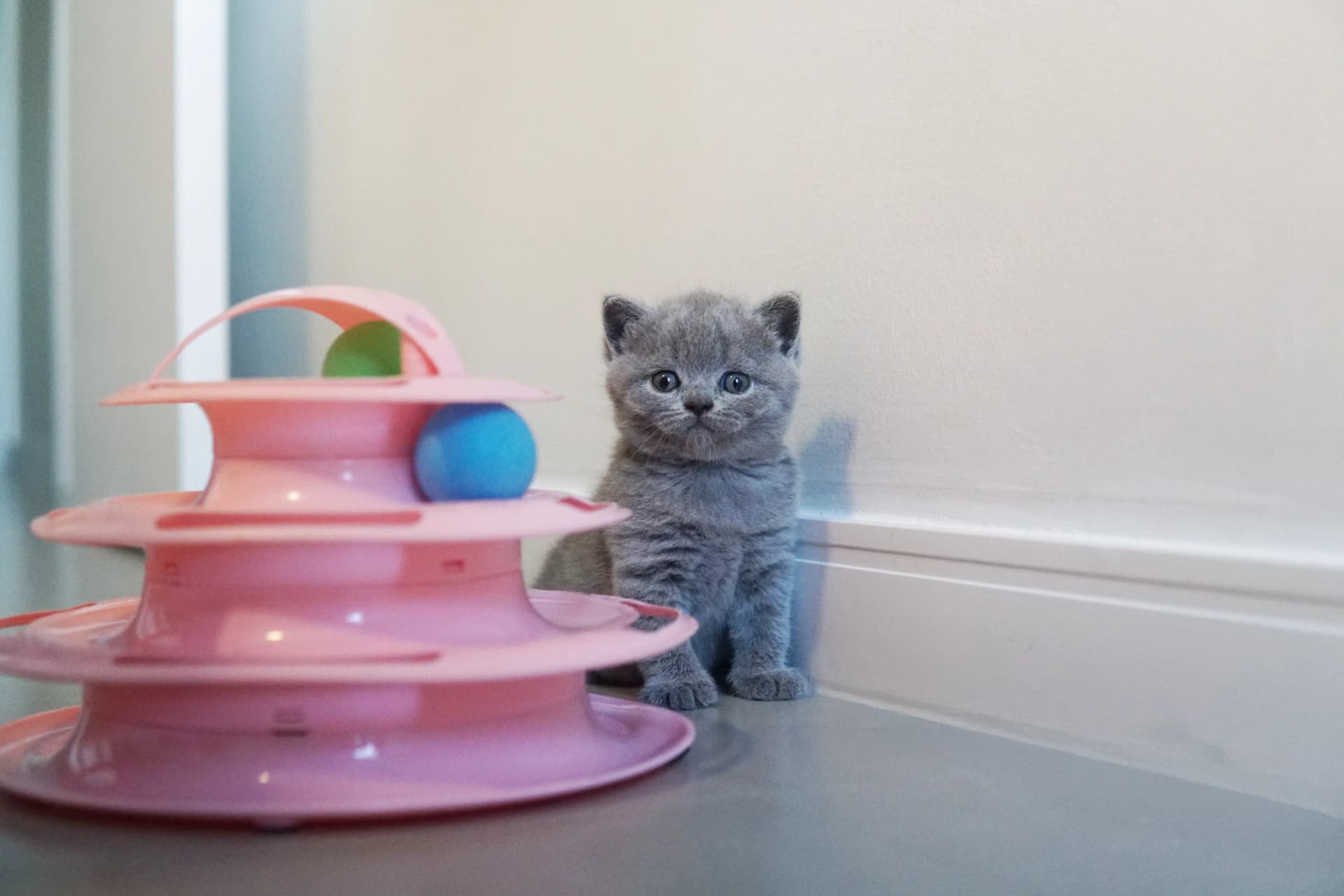 Kitten looking around attentively