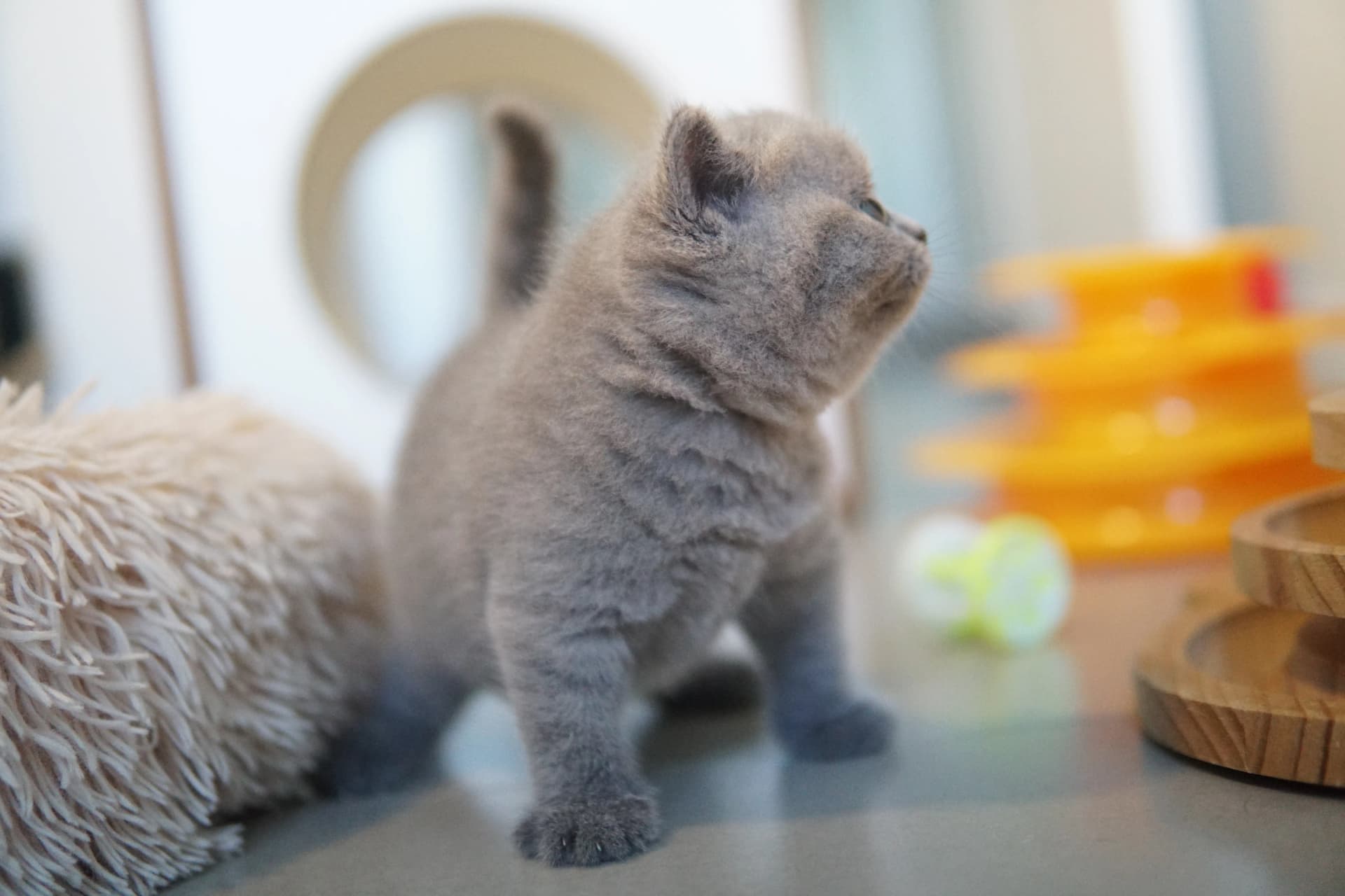 Kitten lying near the scratching post