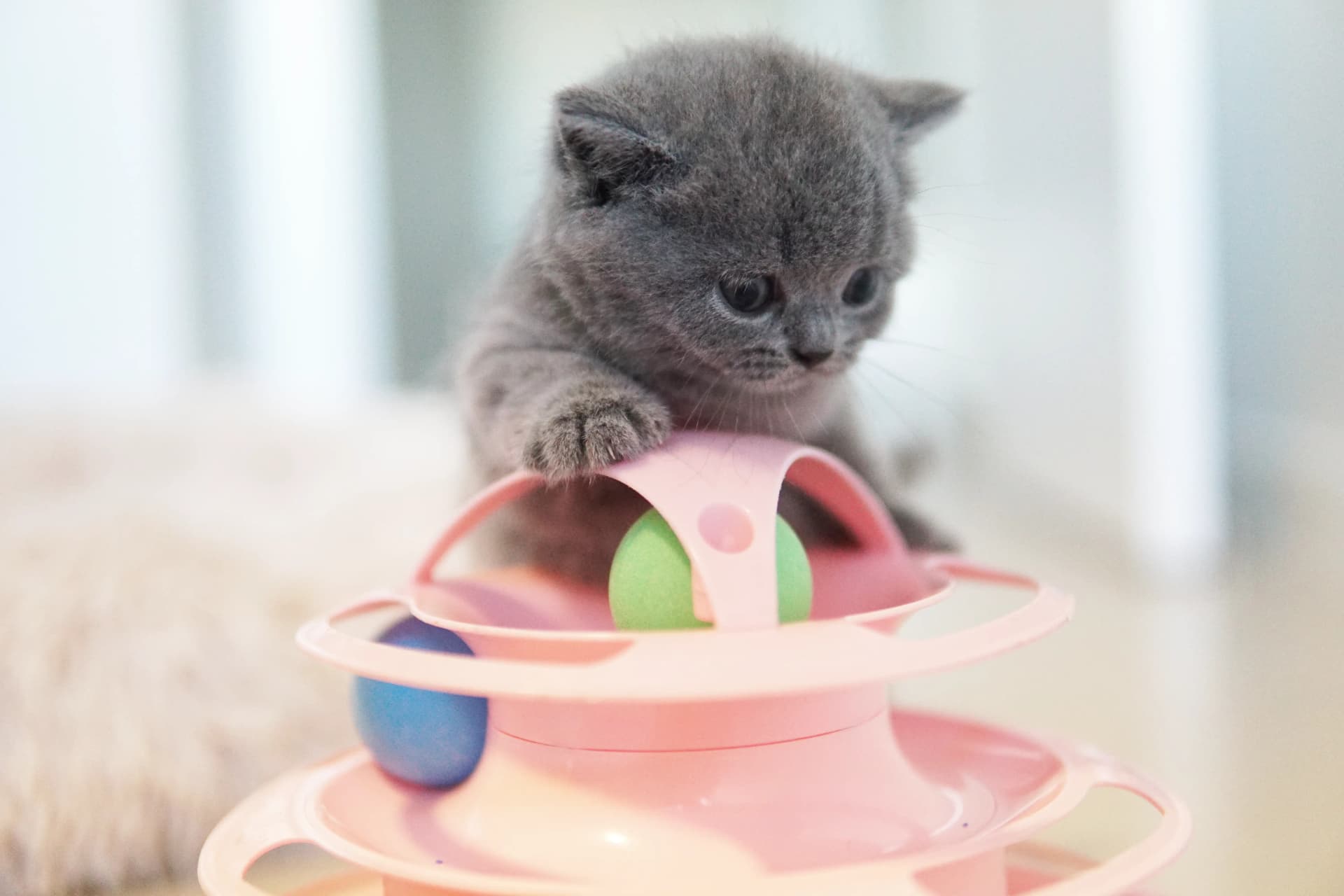 Kitten playing with concentration