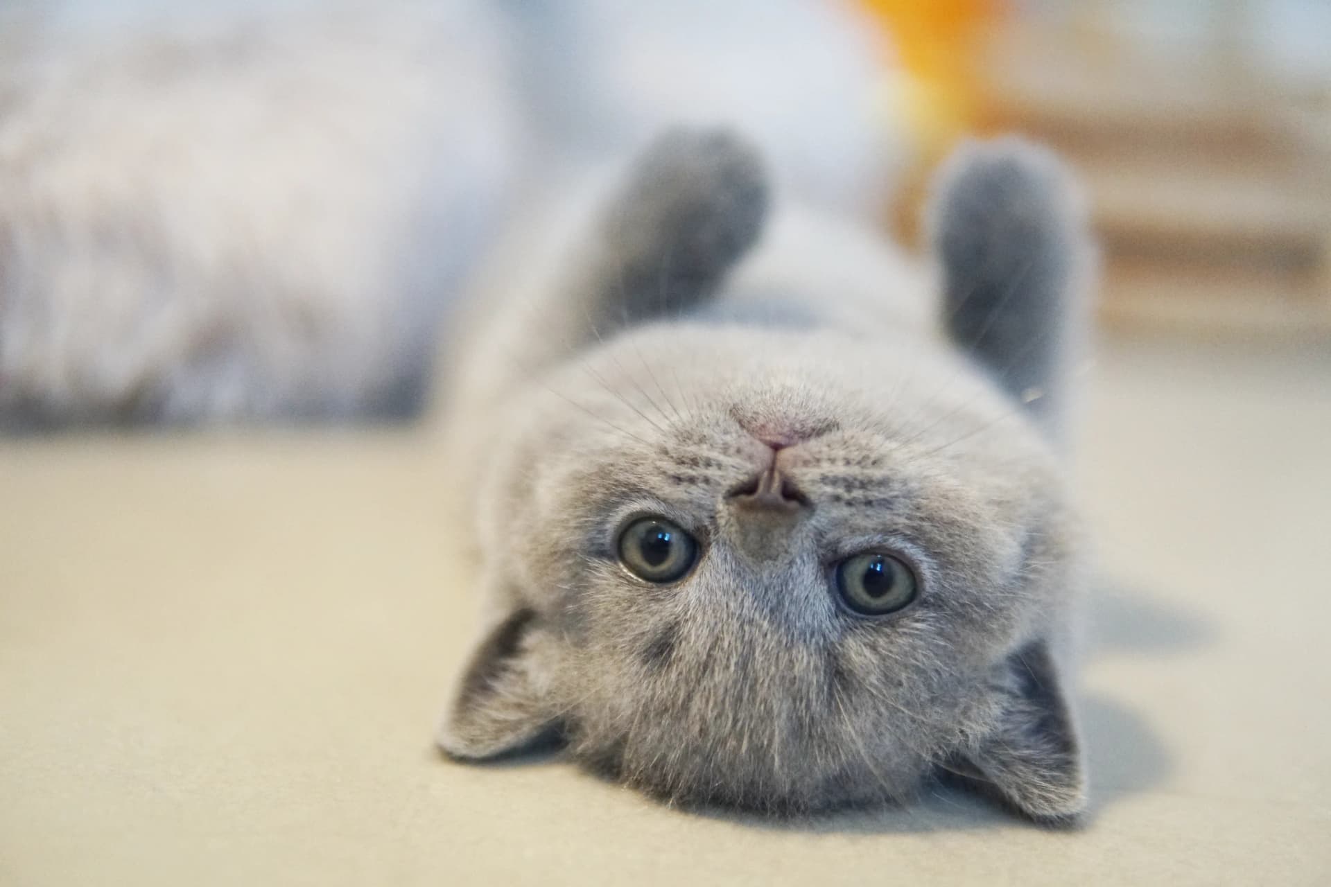 Kitten exploring all corners