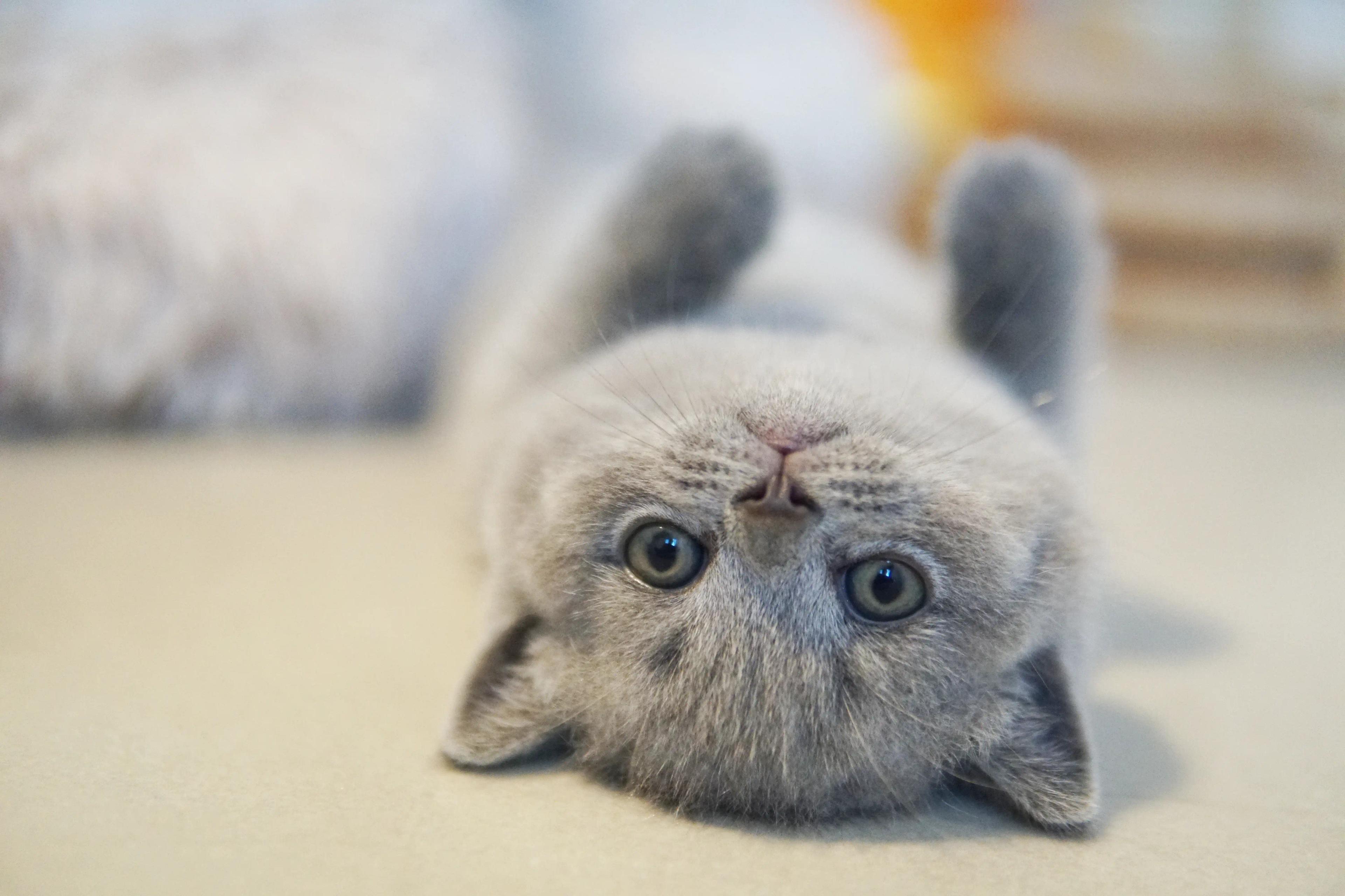 Kitten exploring all corners