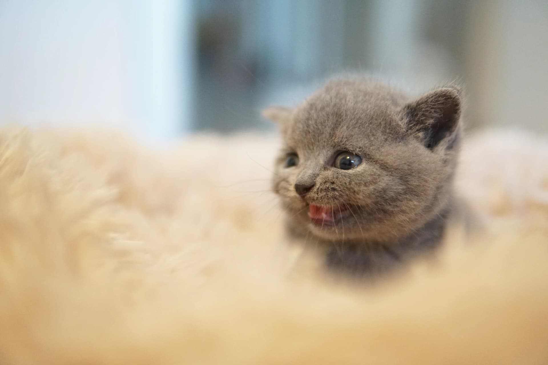 Kitten running energetically