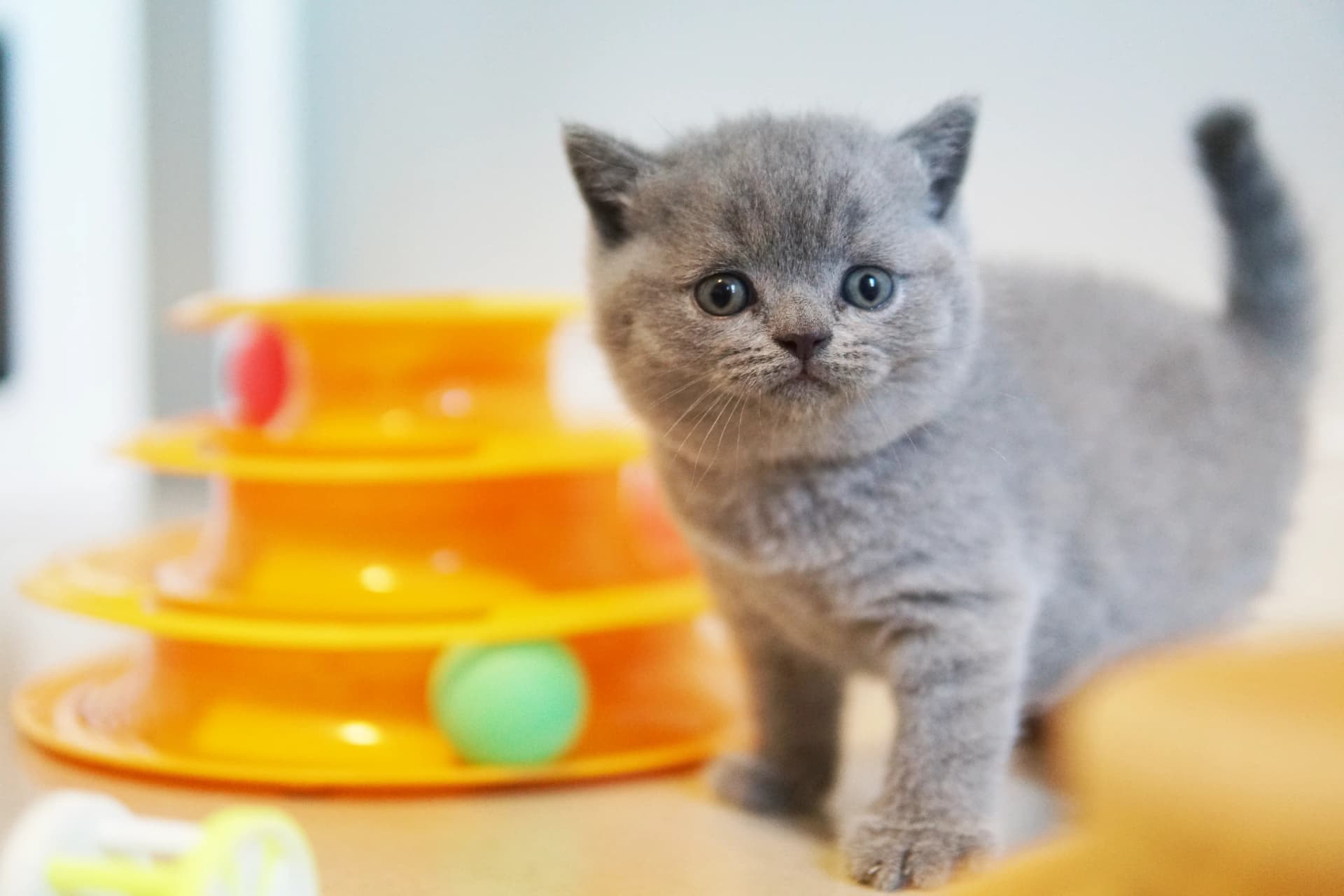 Kitten posing again in the bed