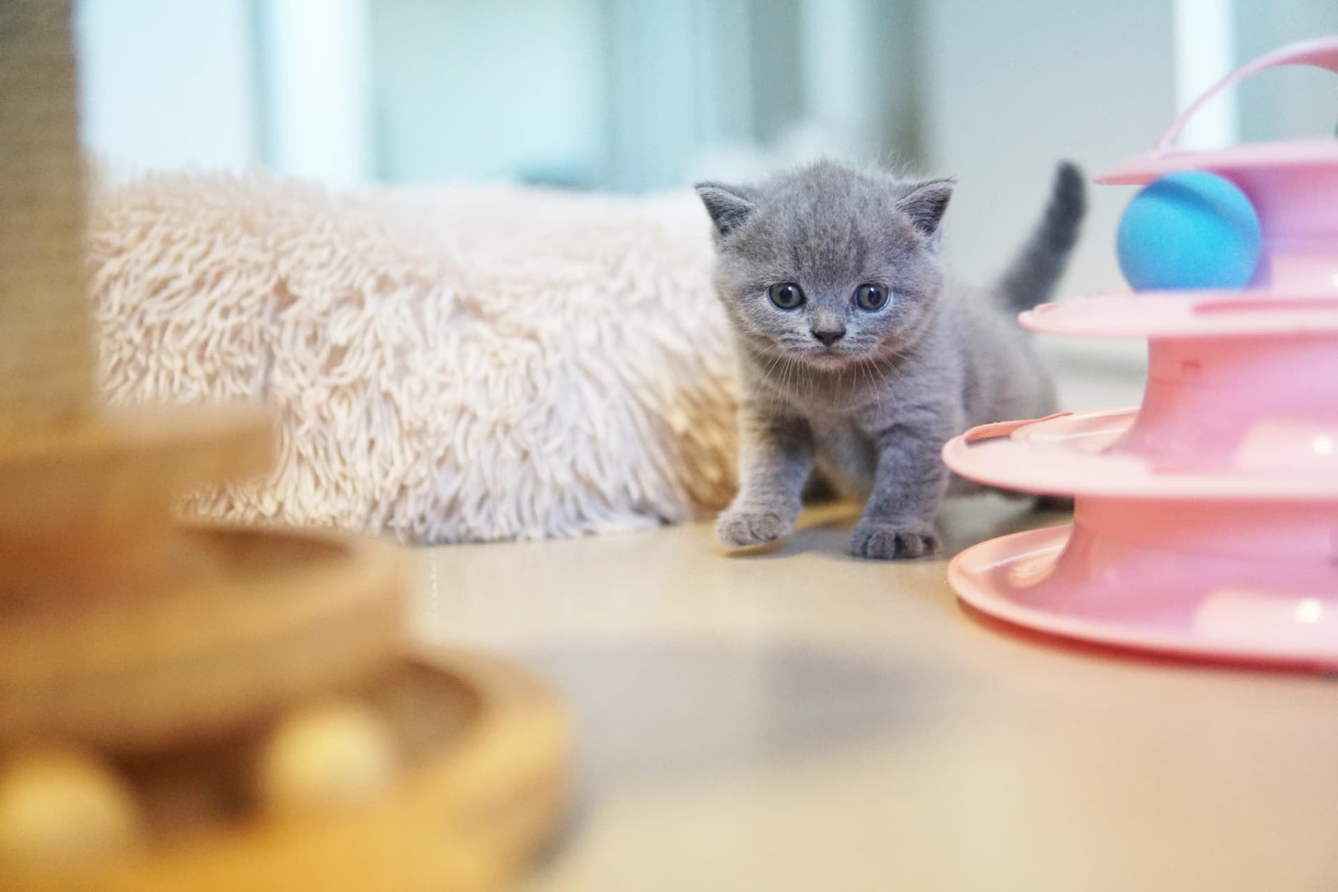 Kitten eyeing the toys