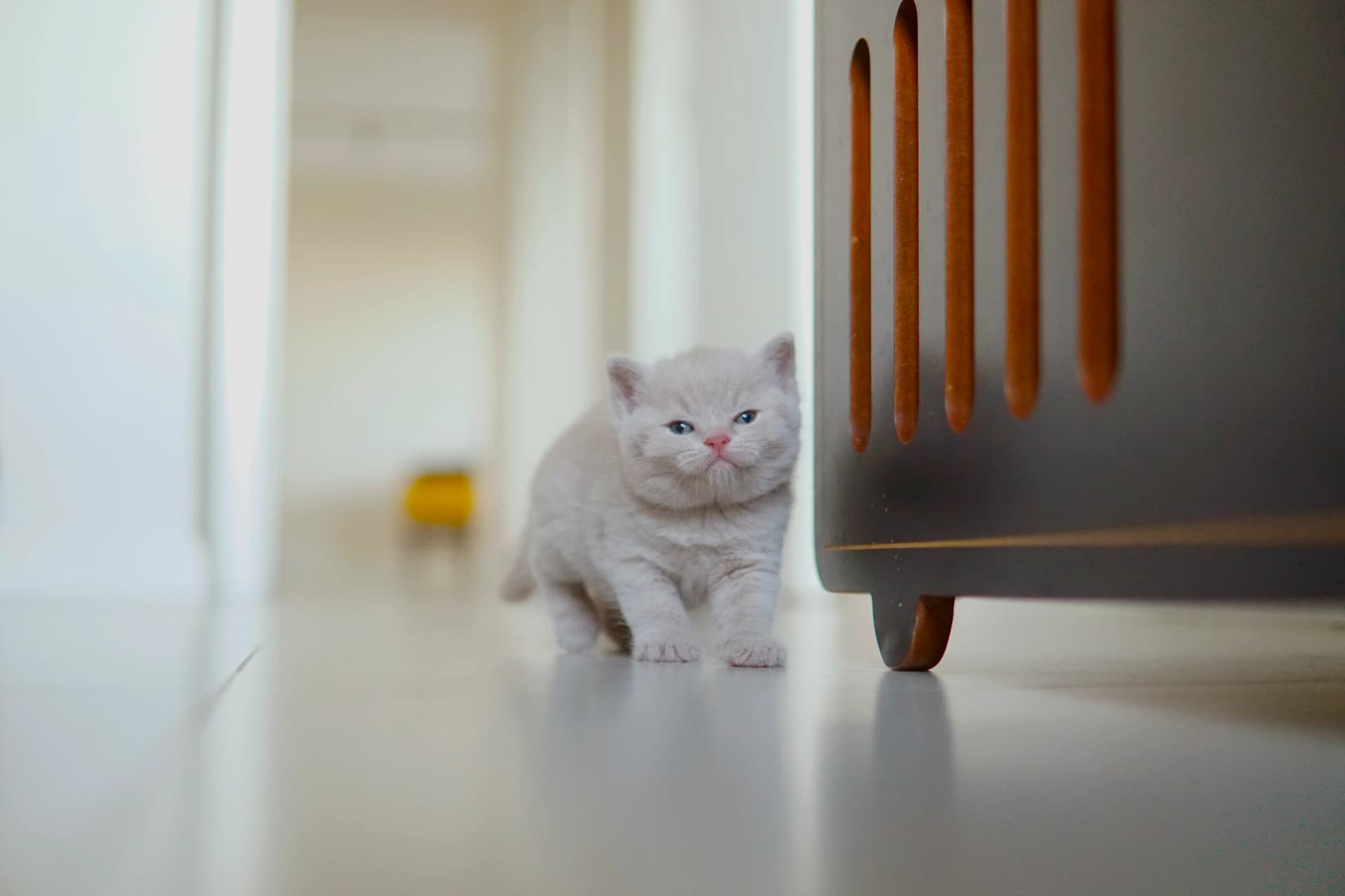 Kitten relaxing after playing